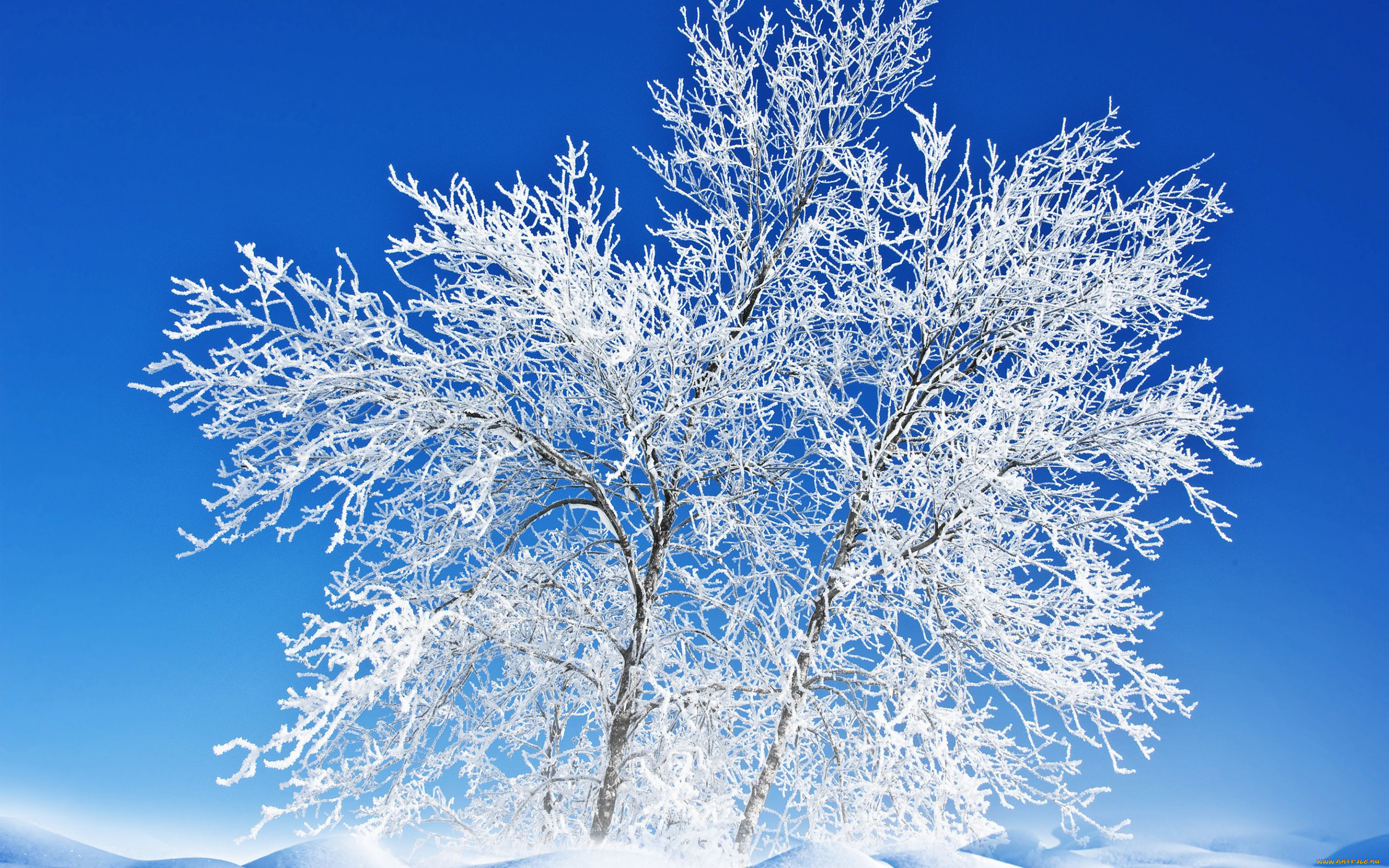 природа, зима, небо, снег, иней, дерево, пейзаж