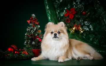 Картинка животные собаки новый год елка шпиц