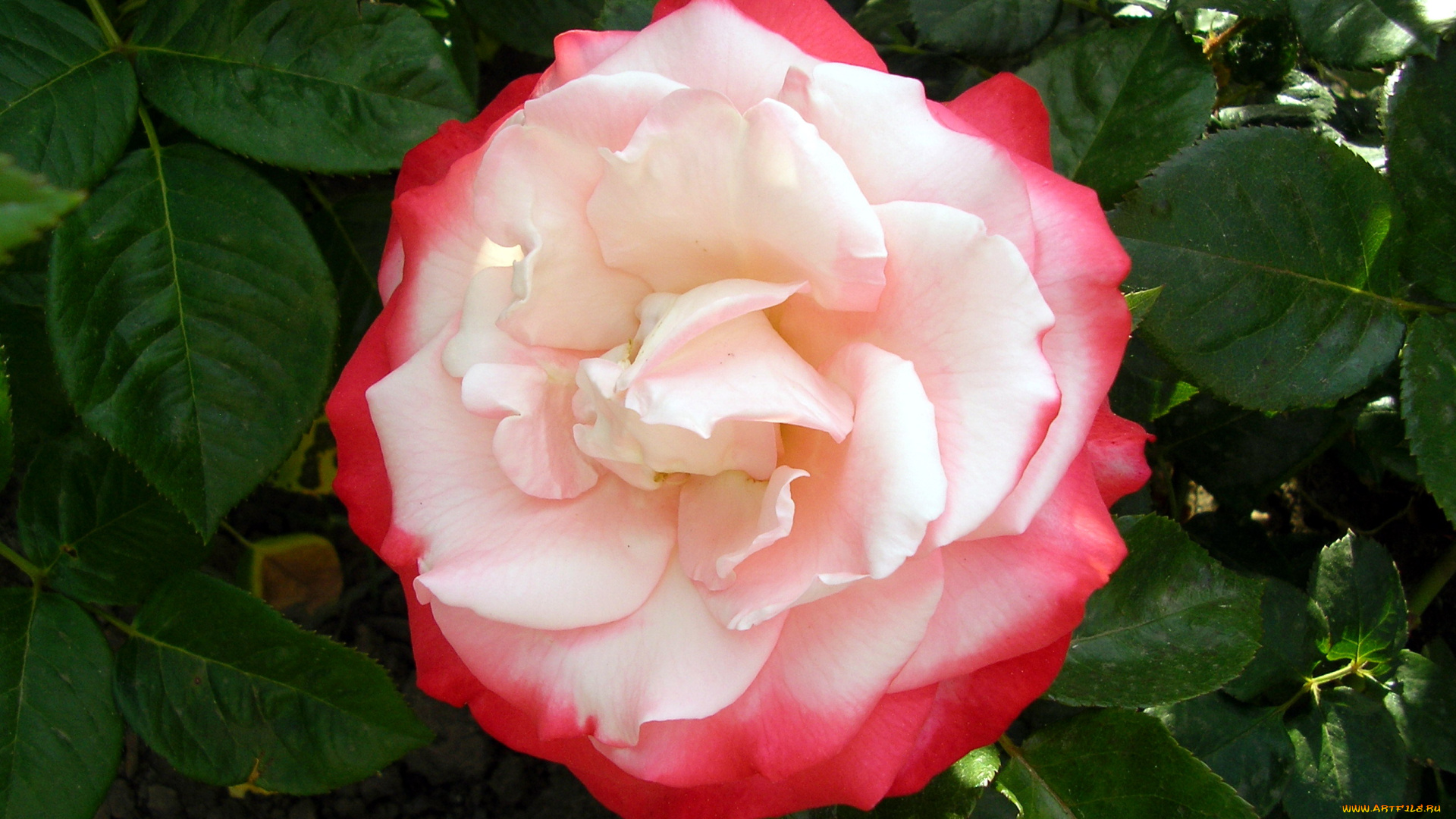 цветы, розы, бело-розовый