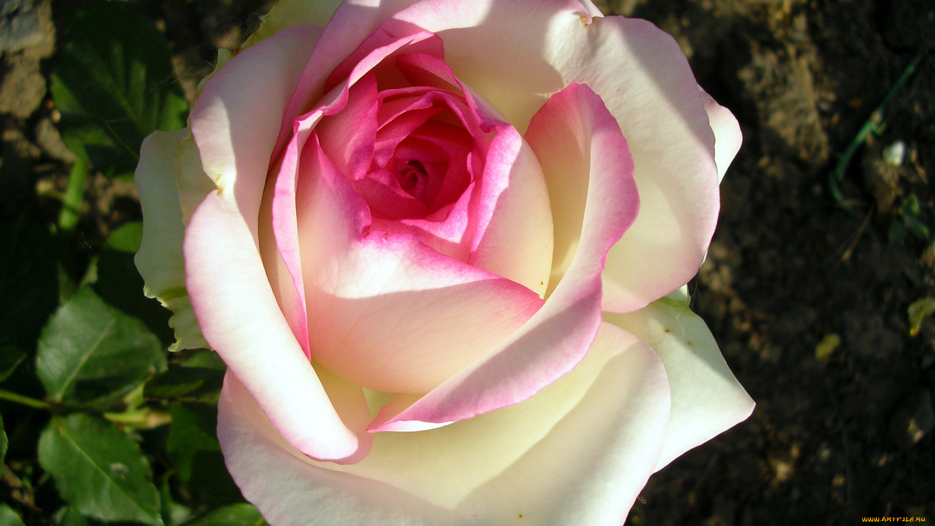 цветы, розы, бело-розовый, бутон