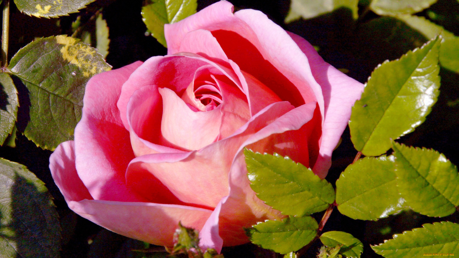 цветы, розы, розовый