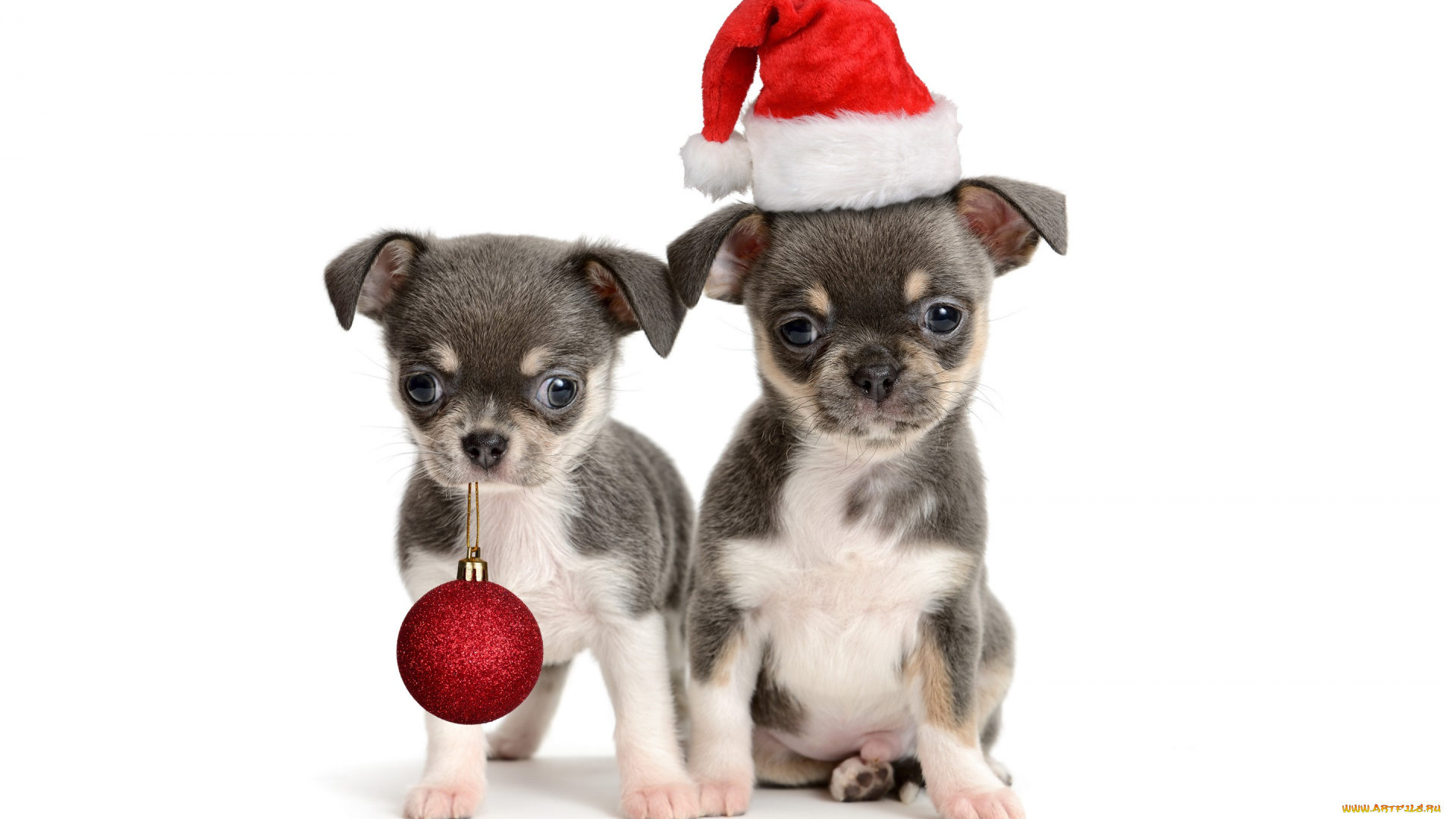 животные, собаки, щенки, колпак, шарик, новый, год, игрушка, маленькие, праздник, белый, фон, красный, санта, двое, пара