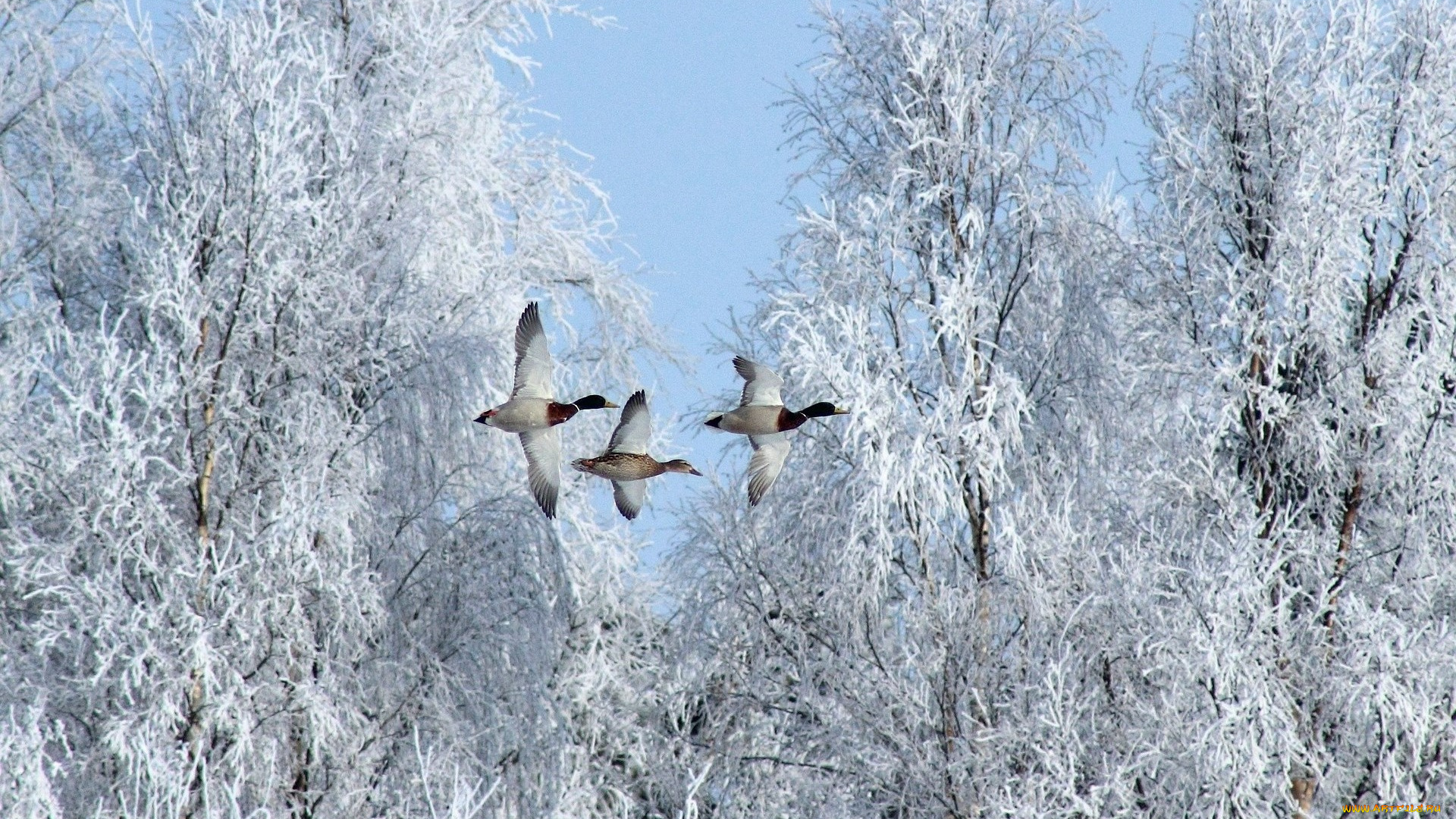 животные, утки, деревья, снег