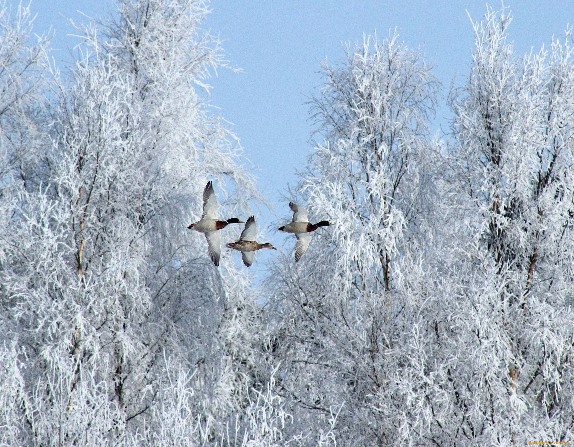 животные, утки, деревья, снег