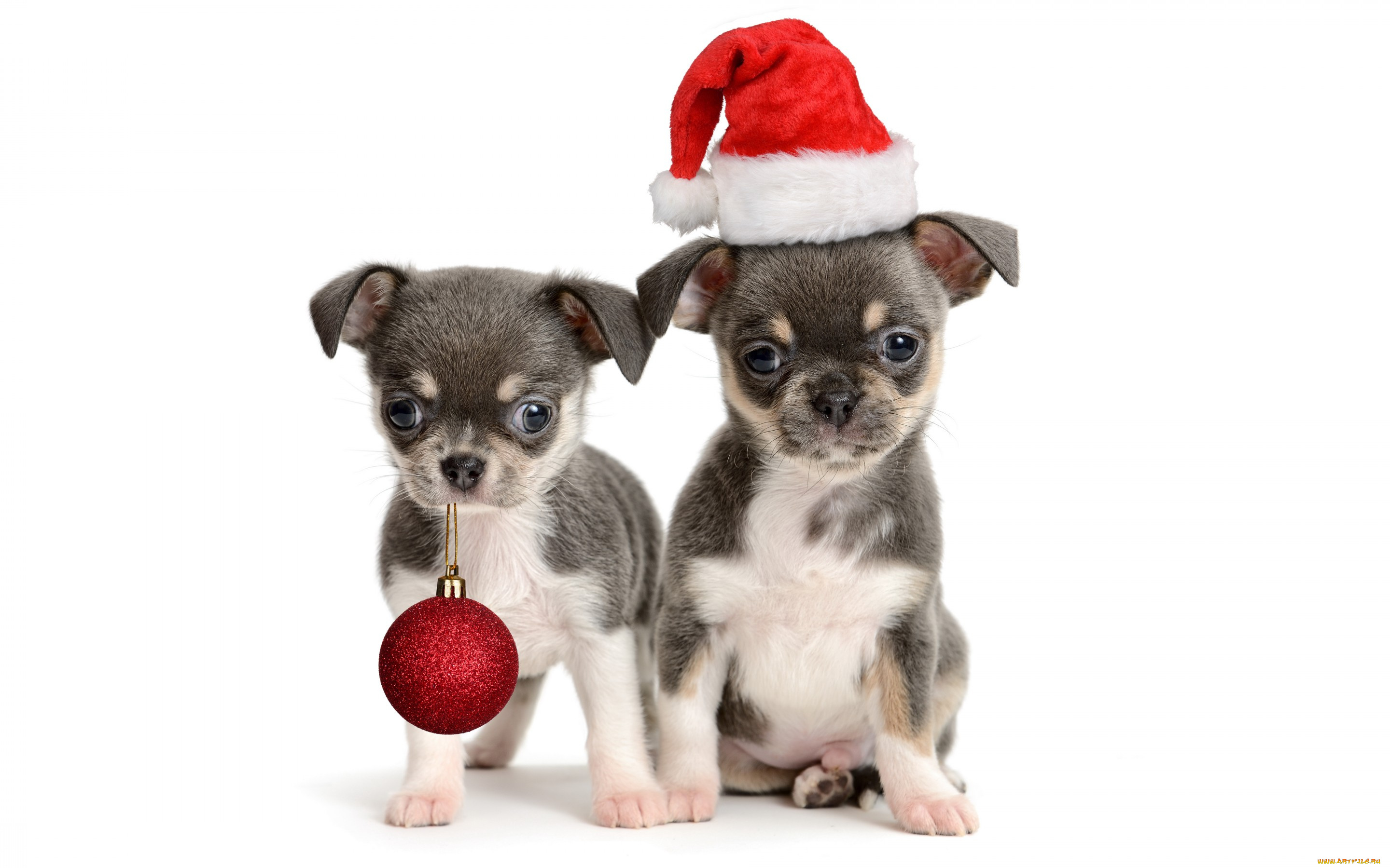 животные, собаки, щенки, колпак, шарик, новый, год, игрушка, маленькие, праздник, белый, фон, красный, санта, двое, пара
