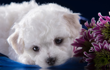 Картинка животные собаки хризантемы милый бишон фризе щенок белый мордочка