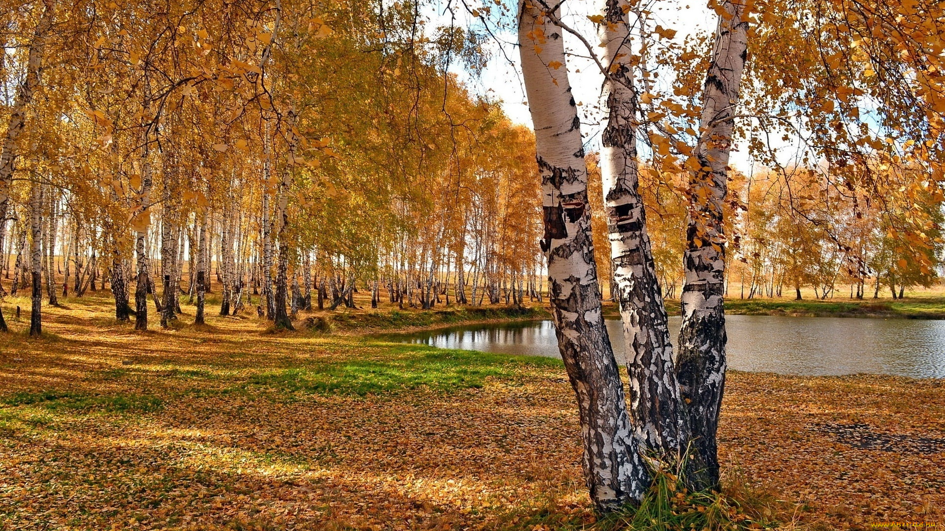 природа, пейзажи, деревья, осень