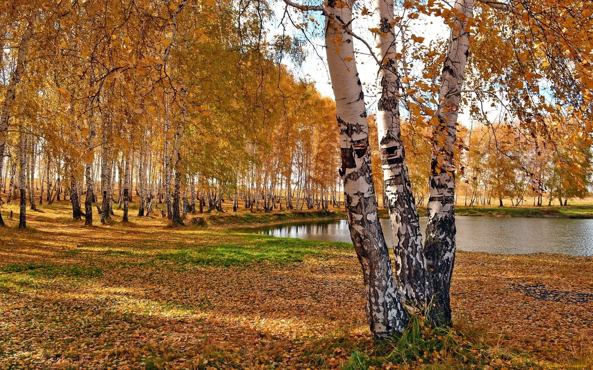 природа, пейзажи, деревья, осень