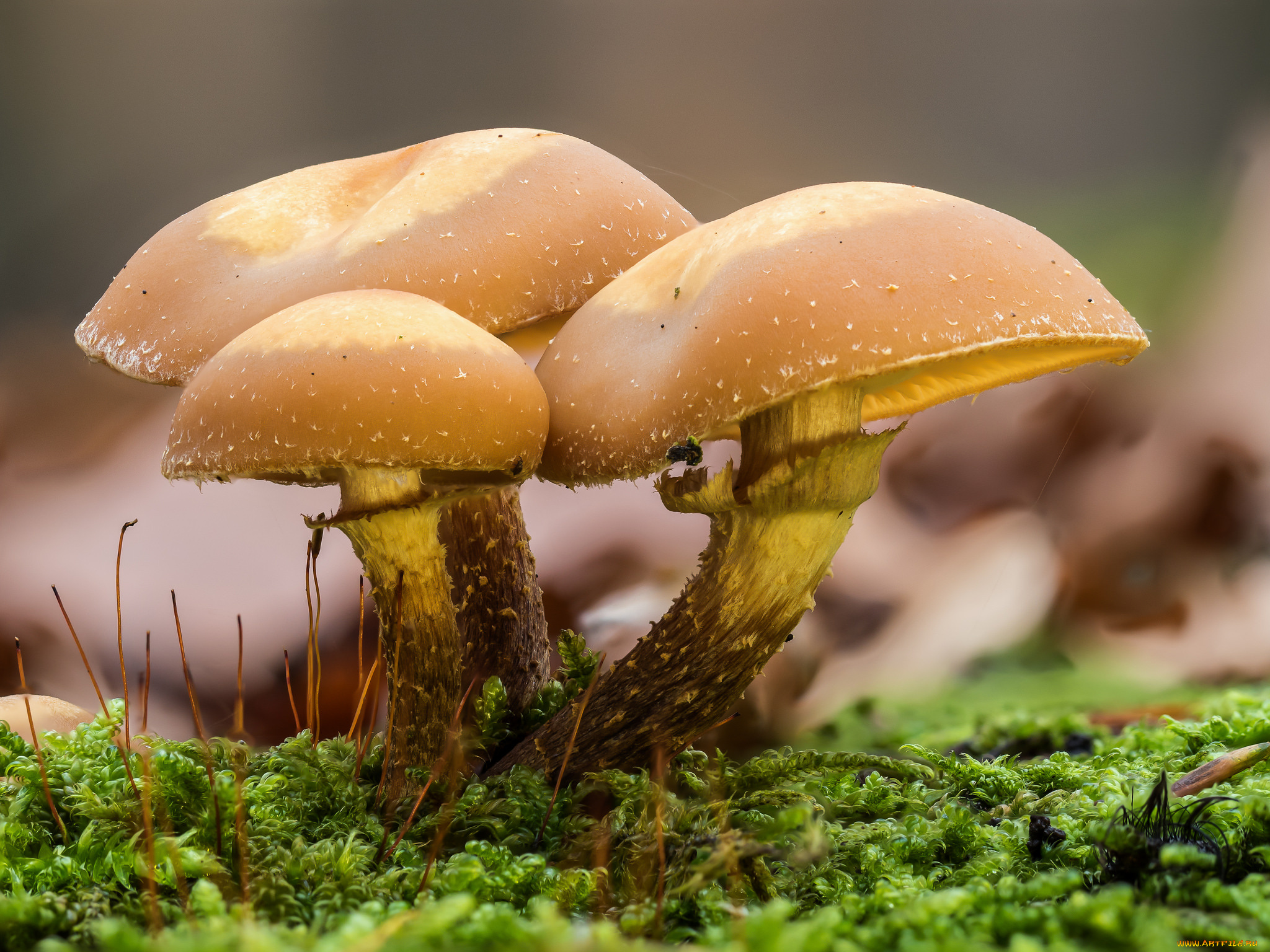 природа, грибы, осень