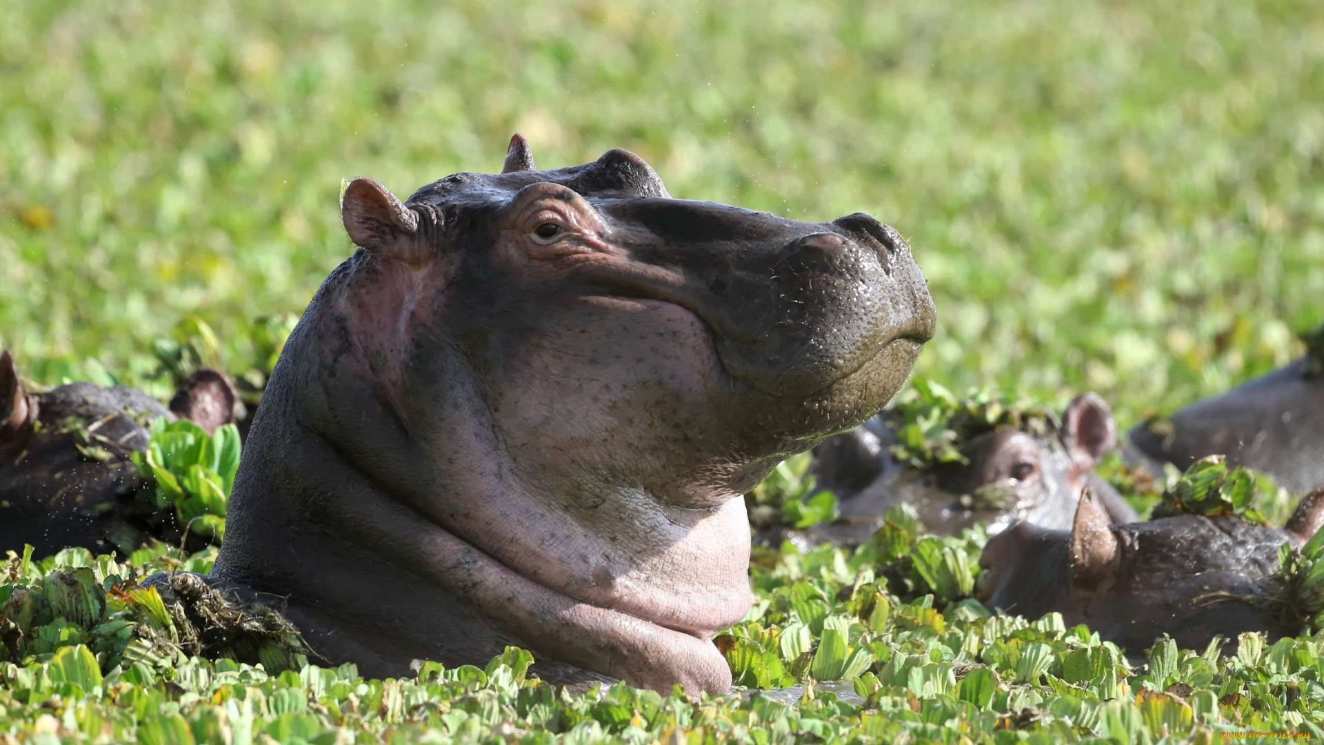 бегемот, животные, бегемоты, hippopotamus, млекопитающие, китопарнокопытные, бегемотовые, клыки, пасть, вода