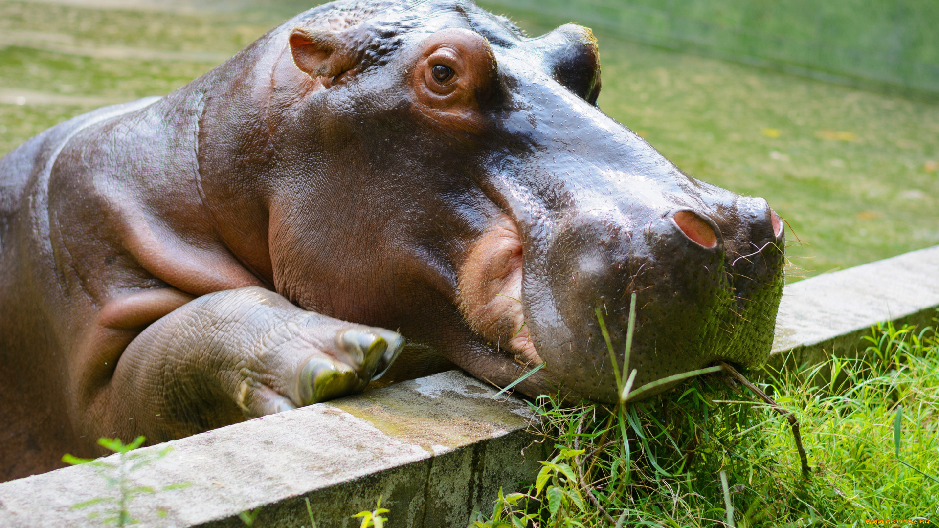 бегемот, животные, бегемоты, hippopotamus, млекопитающие, китопарнокопытные, бегемотовые, клыки, пасть, вода