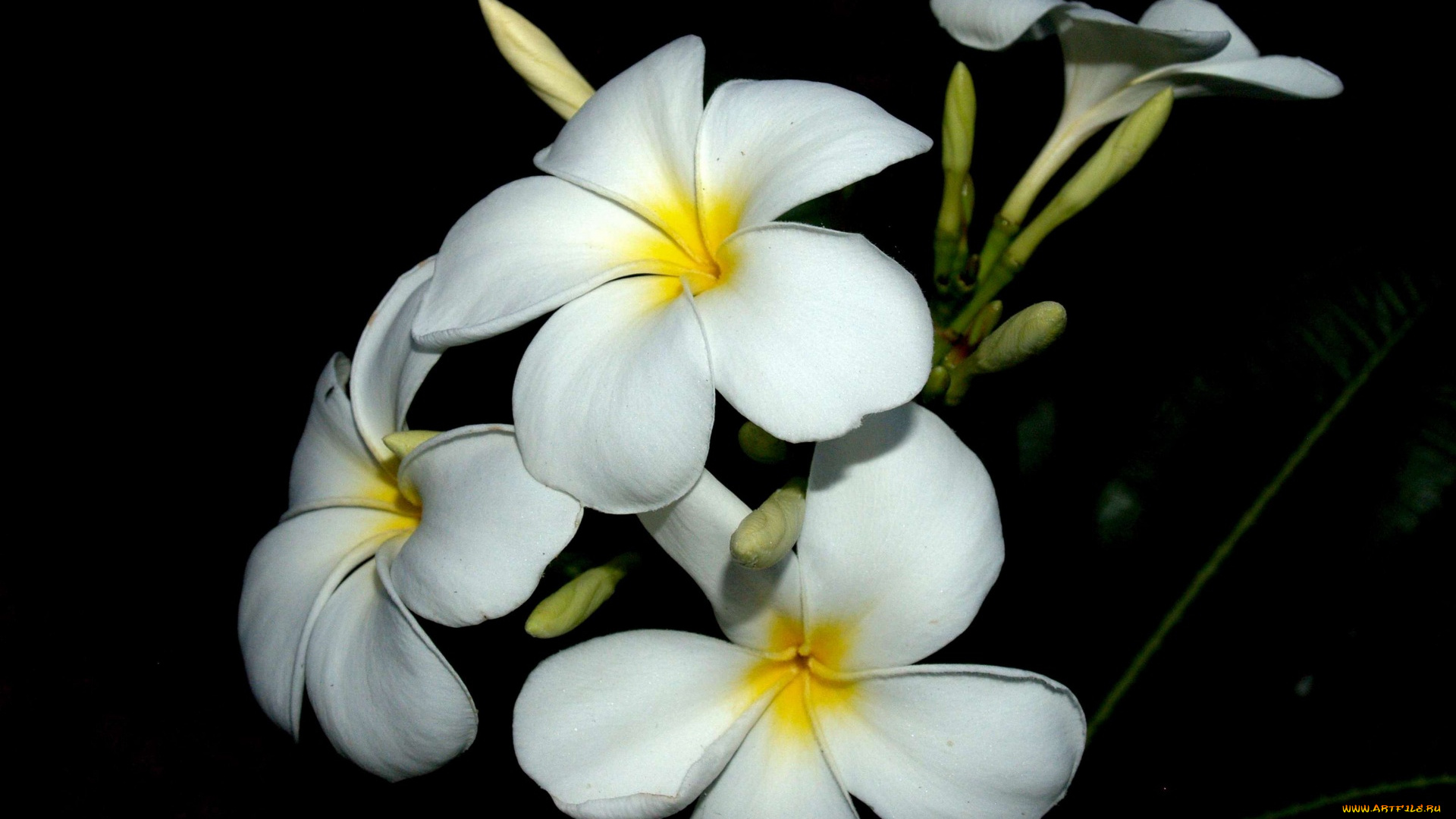 цветы, плюмерия, белый
