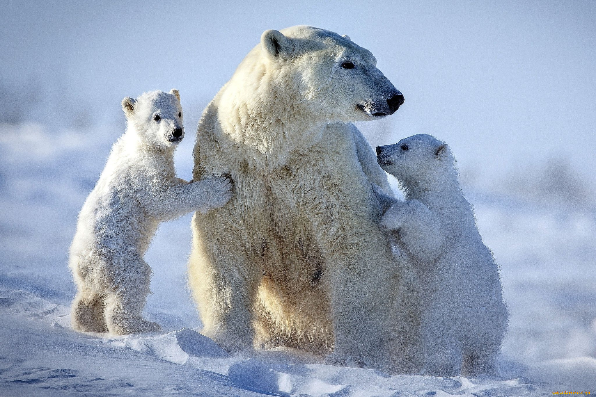 белый, полярный, медведь, , медведица, с, медвежатами, животные, медведи, белый, медвежата, медвежонок, медведица, полярный, медведь, хищники, медвежьи, млекопитающие, снег, мороз, льды, шерсть, когти, пасть, клыки
