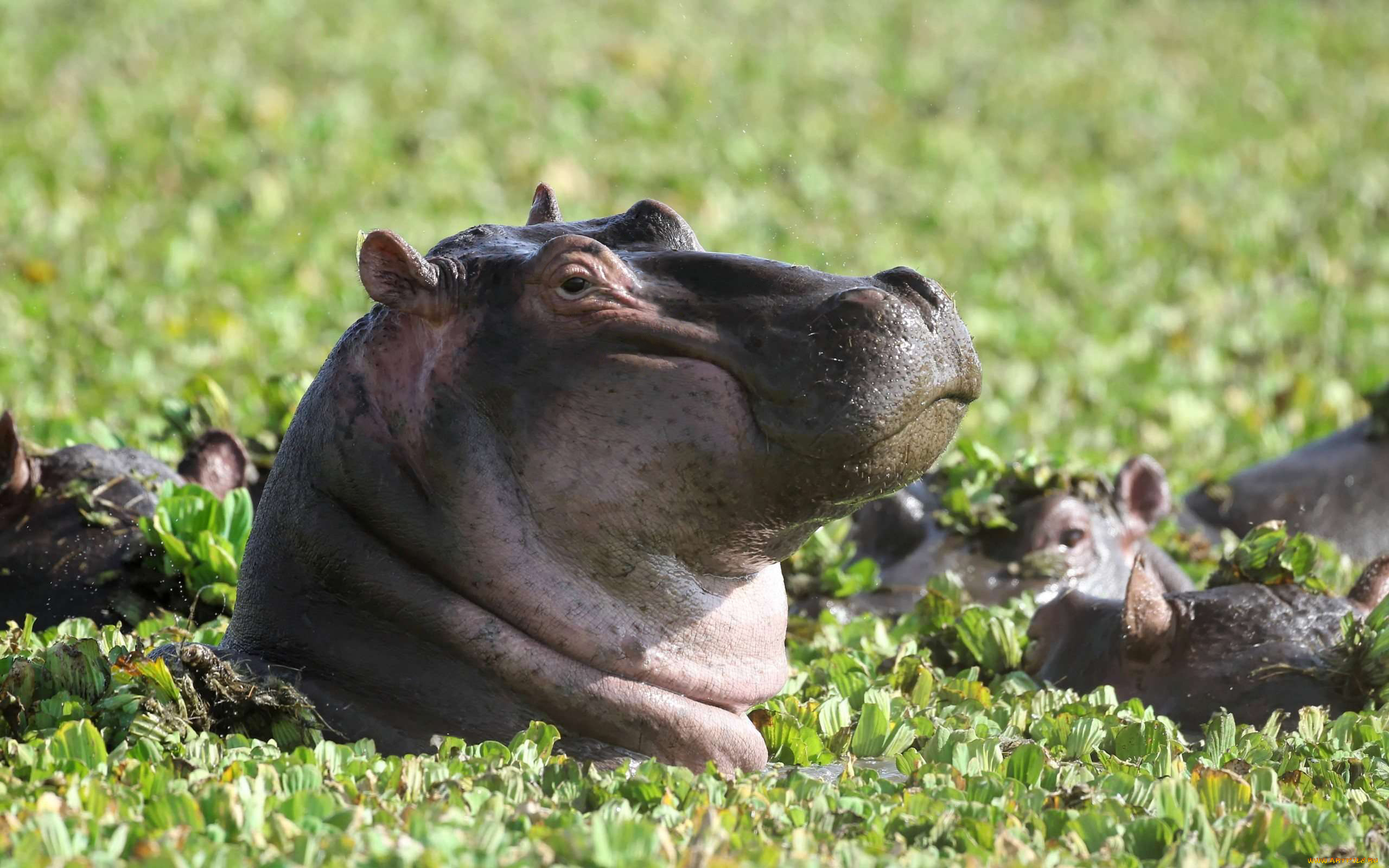 бегемот, животные, бегемоты, hippopotamus, млекопитающие, китопарнокопытные, бегемотовые, клыки, пасть, вода