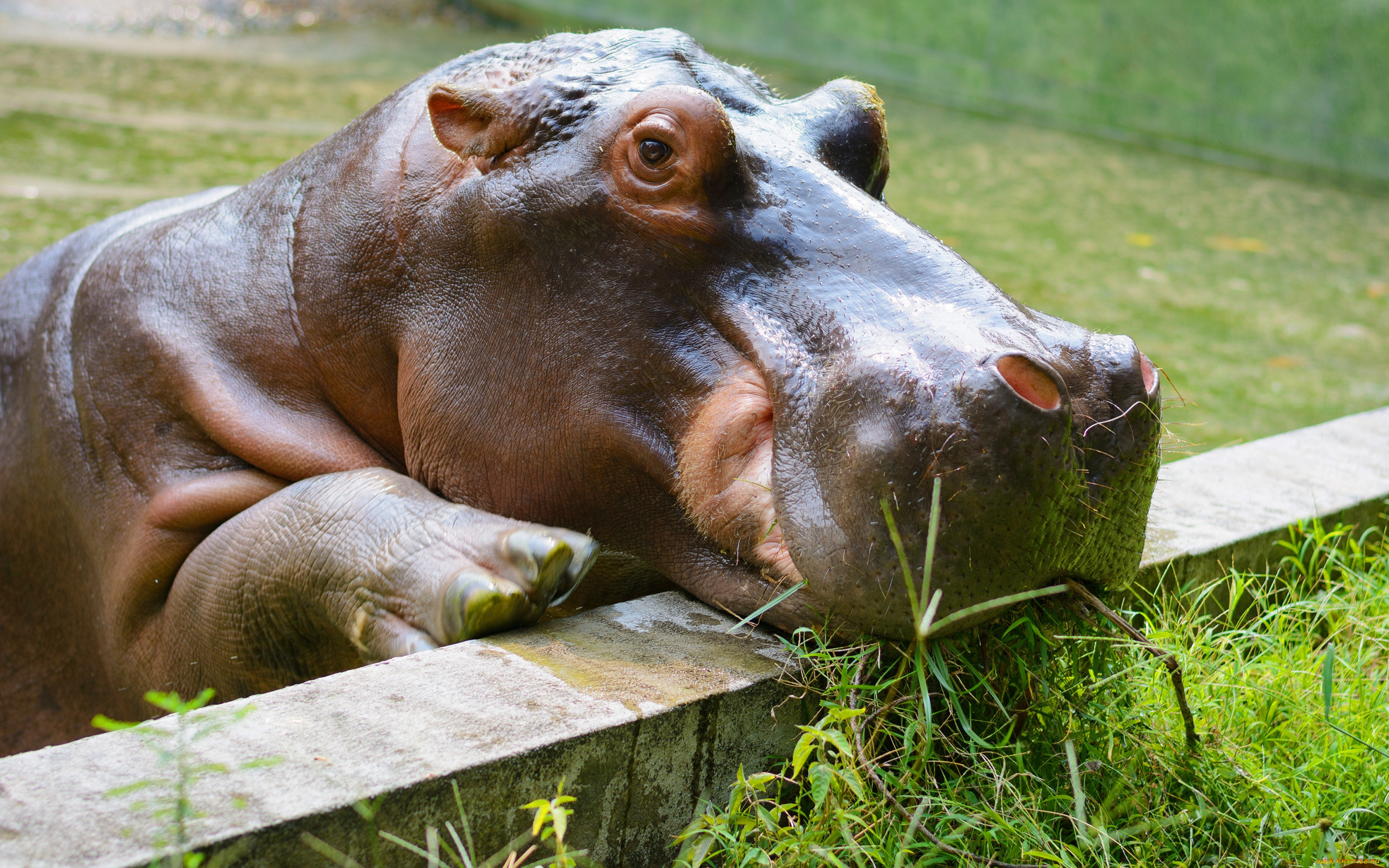 бегемот, животные, бегемоты, hippopotamus, млекопитающие, китопарнокопытные, бегемотовые, клыки, пасть, вода