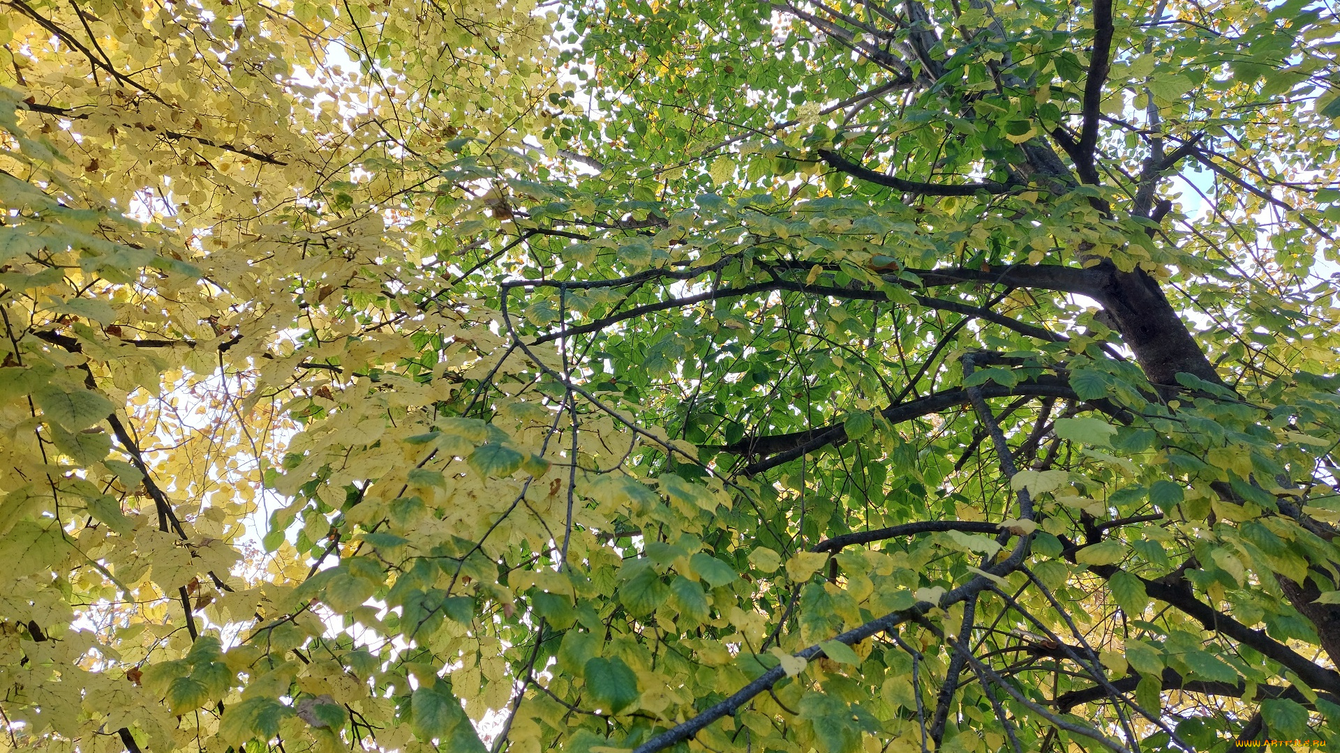природа, листья, липа