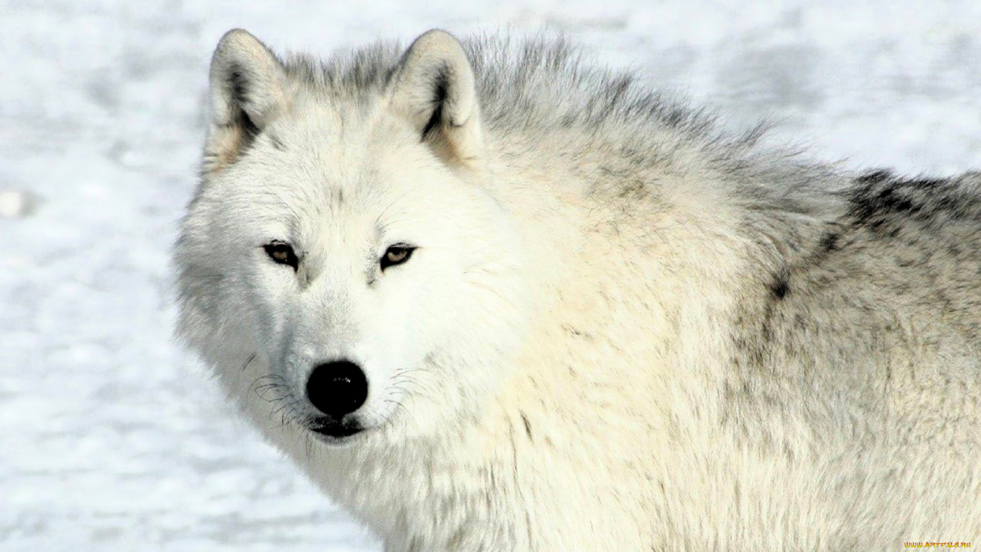 животные, волки, , койоты, , шакалы, волк, белый, снег