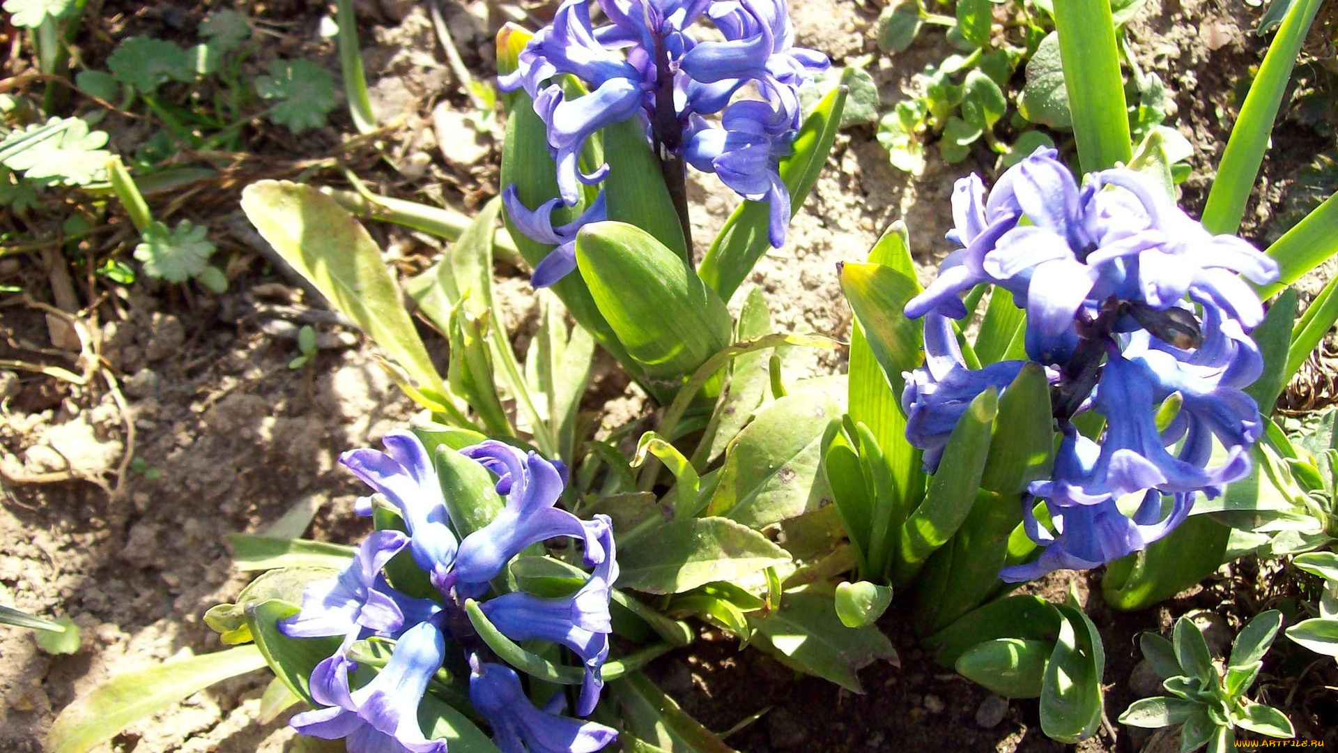 цветы, гиацинты, синие