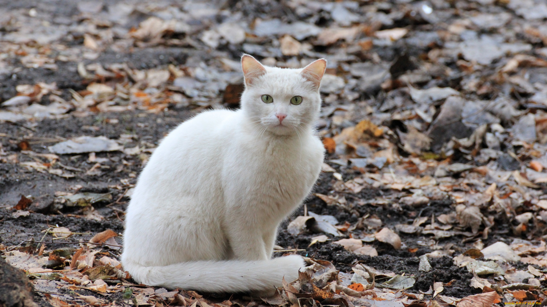 животные, коты, кот, кошка, листва, осень