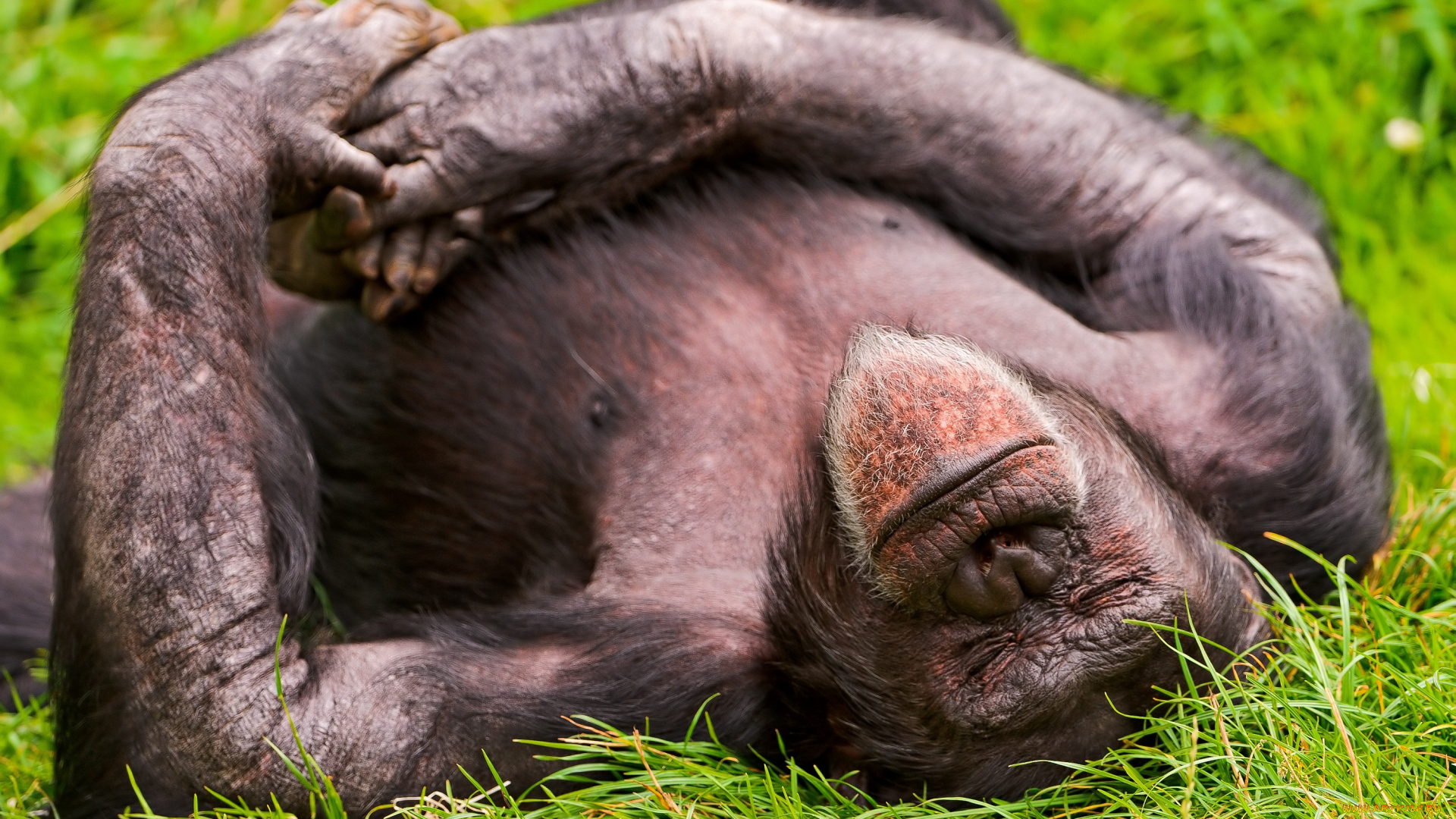 животные, обезьяны, шимпанзе, сон, отдых