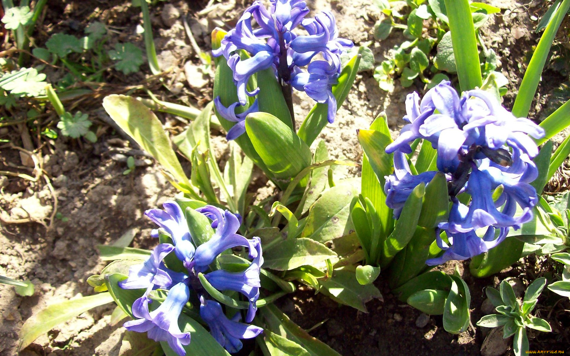 цветы, гиацинты, синие