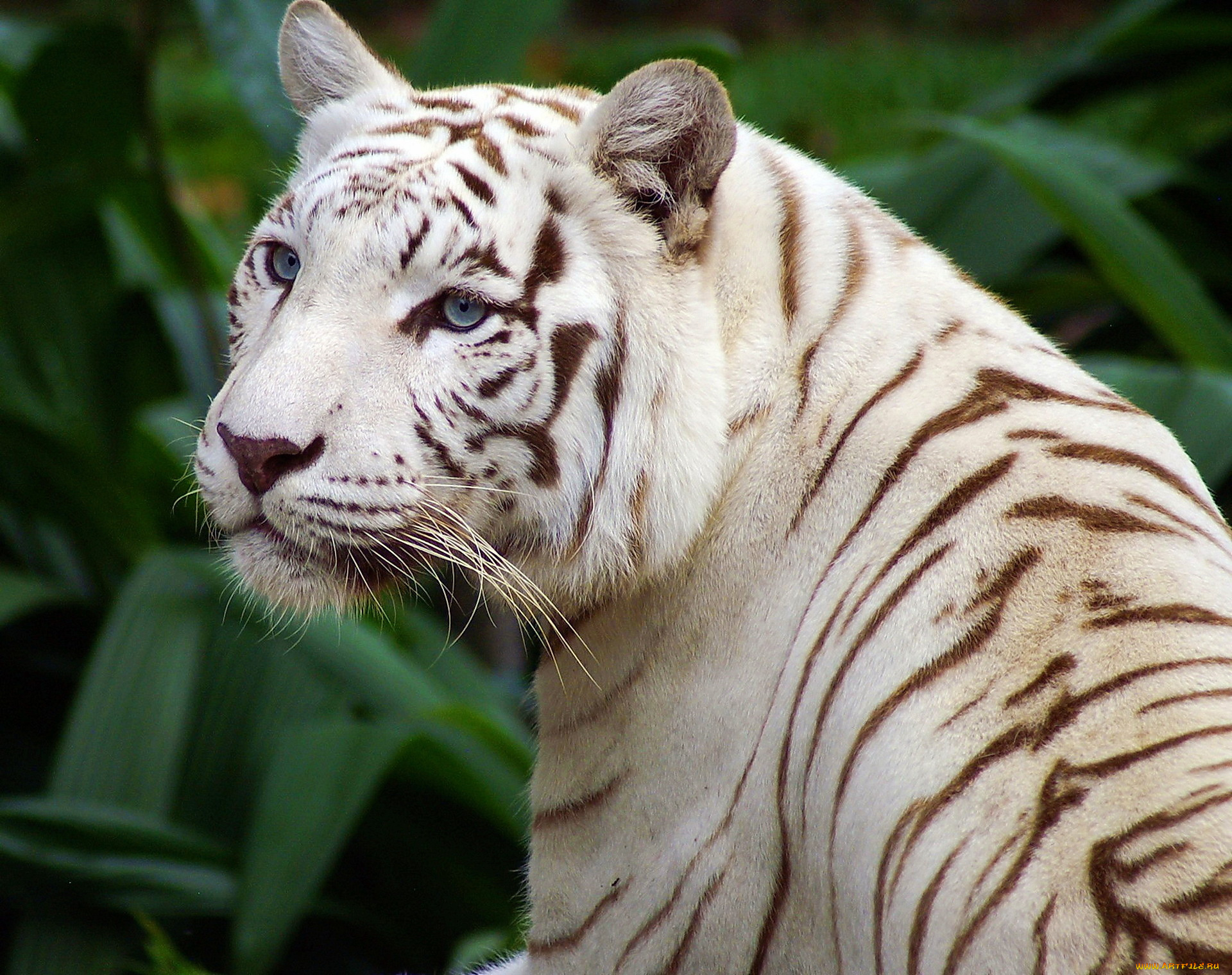 White tiger. Уссурийский тигр белый. Амурский тигр альбинос. Уссурийский тигр альбинос. Грин Эбби 