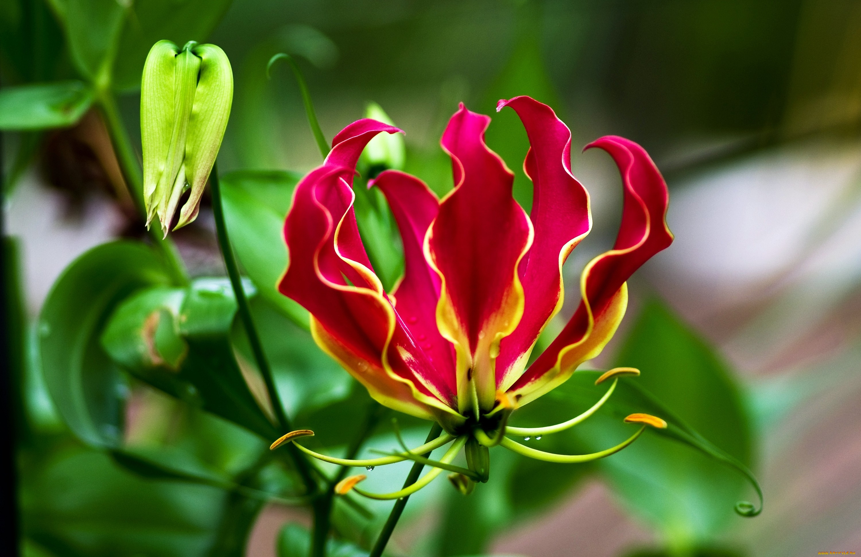Удивительные красивые растения. Глориоза великолепная сердце Африки. Огненная Лилия Глориоза роскошная. Глориоза Ротшильдиана.