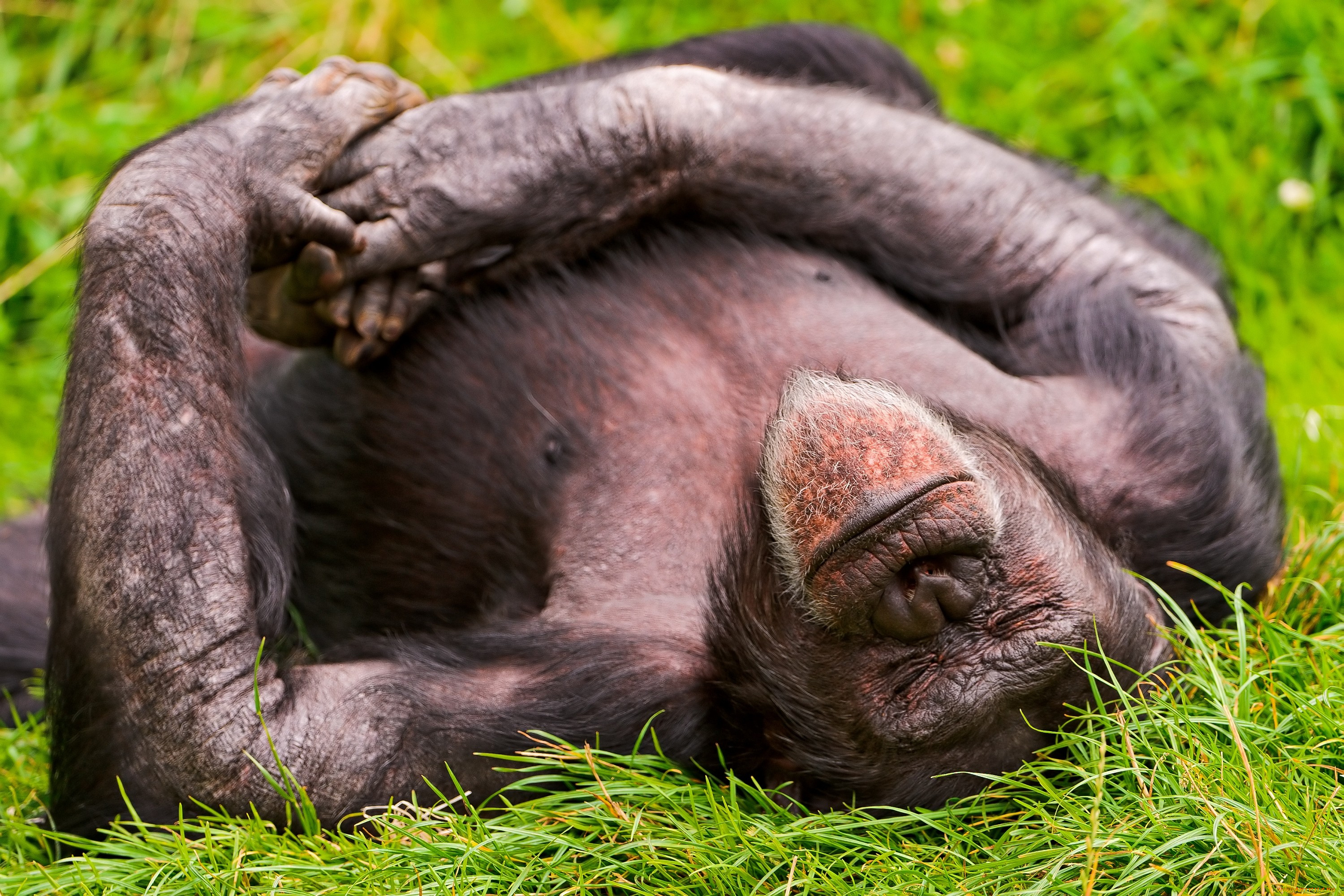 животные, обезьяны, шимпанзе, сон, отдых