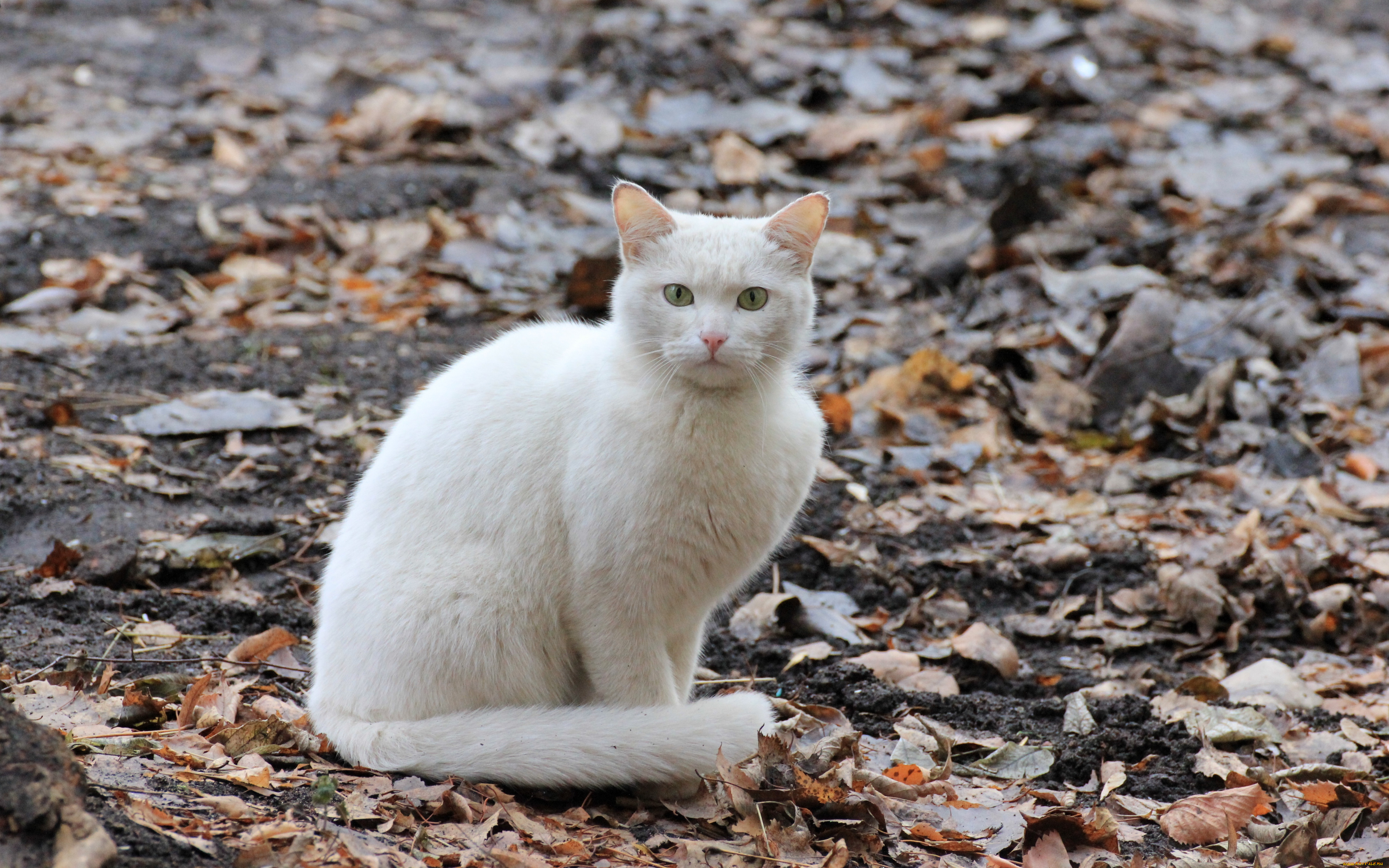 животные, коты, кот, кошка, листва, осень