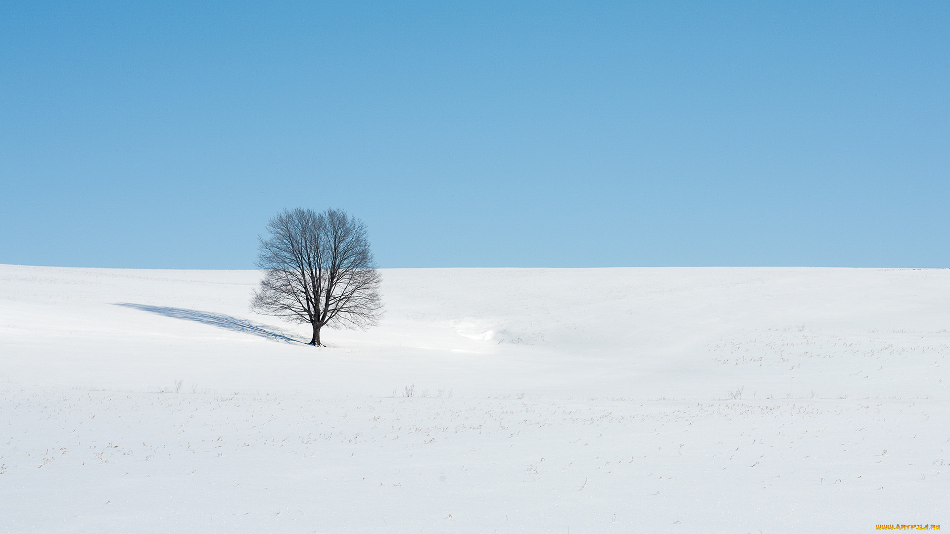 природа, зима, поле, дерево, пейзаж