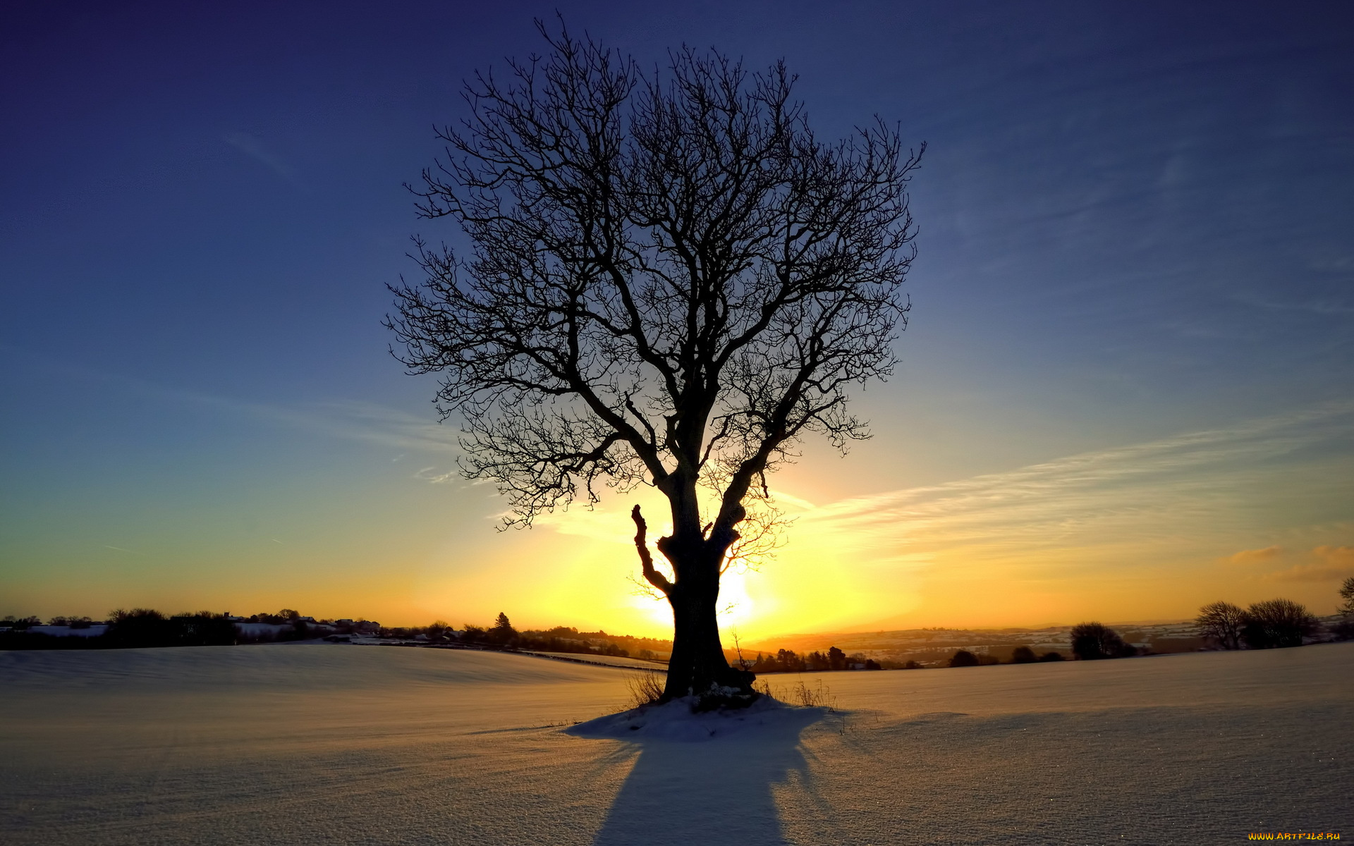 природа, деревья, дерево, поле, зима, снег, солнце