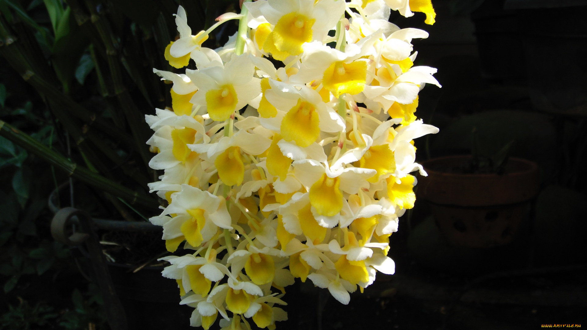 цветы, орхидеи, желтые