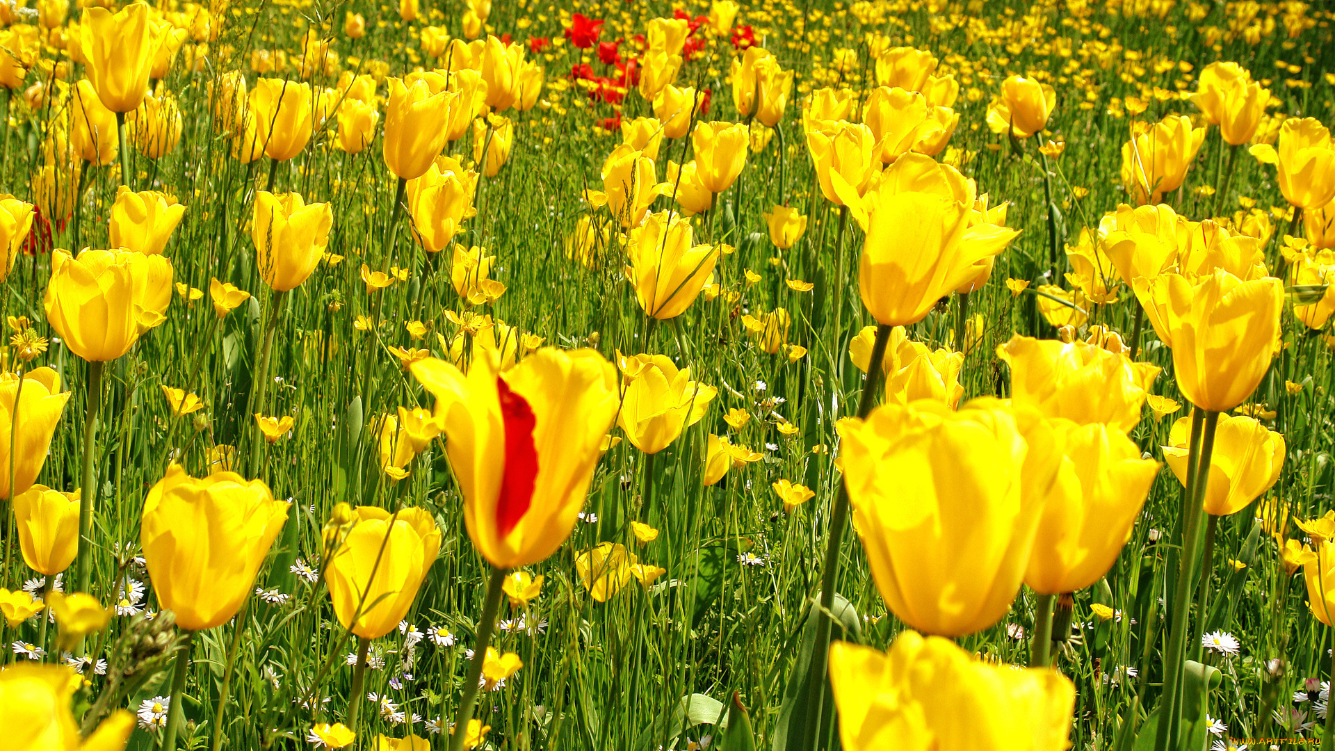 цветы, разные, вместе, поле, жёлтый, трава, сад, тюльпаны, фото