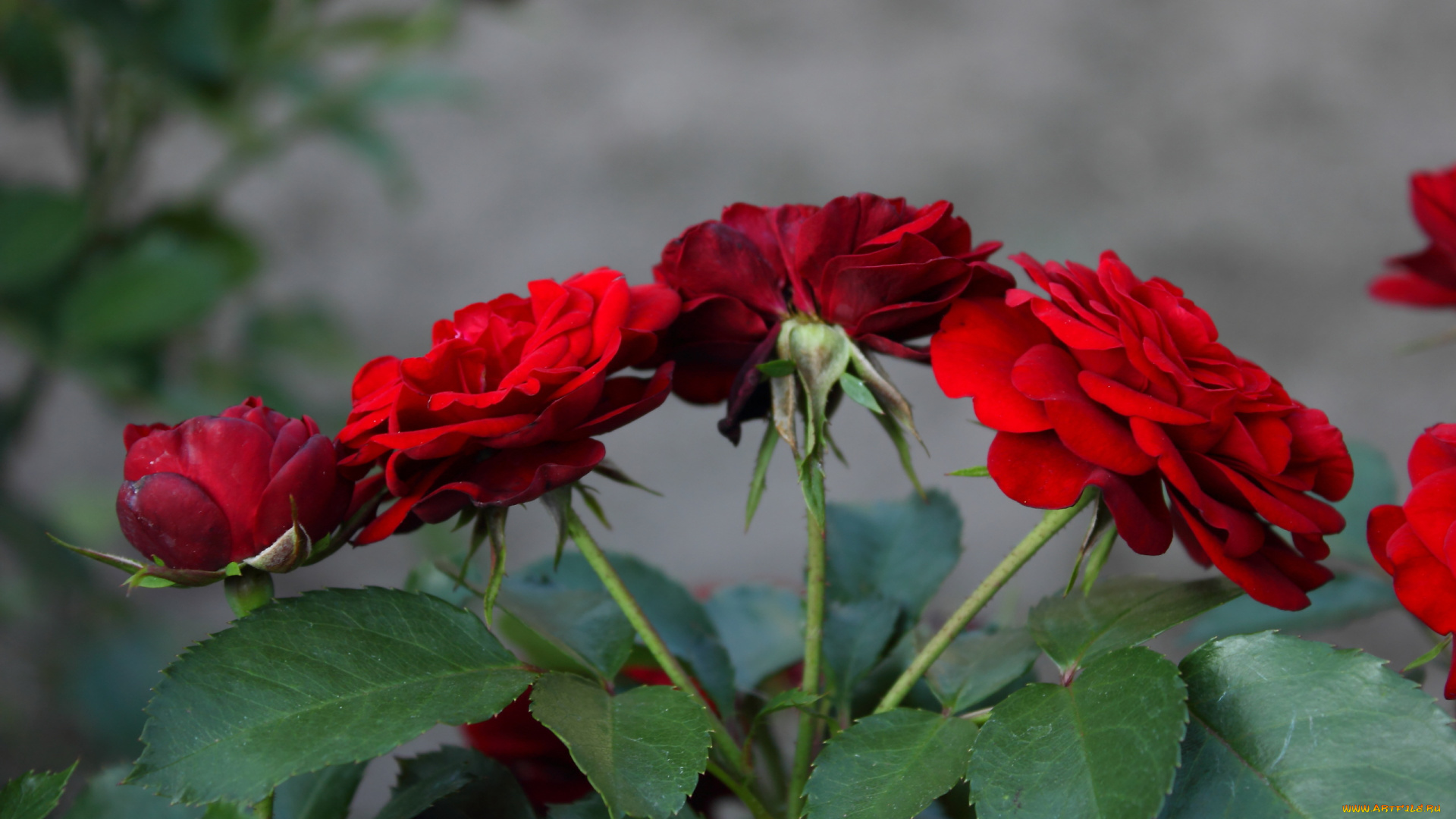 цветы, розы, красные