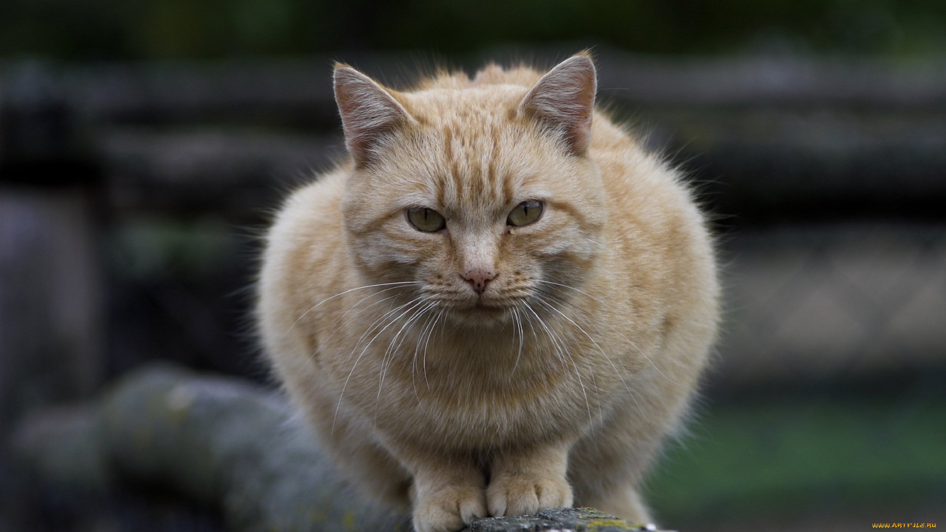 животные, коты, забор, киса, рыжий, серый, фон