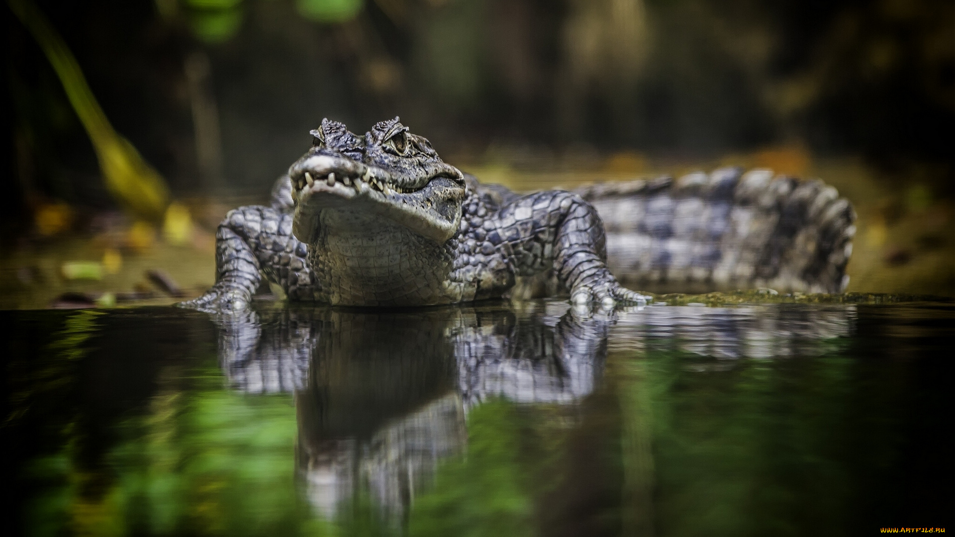 животные, крокодилы, отражение, вода, крокодил
