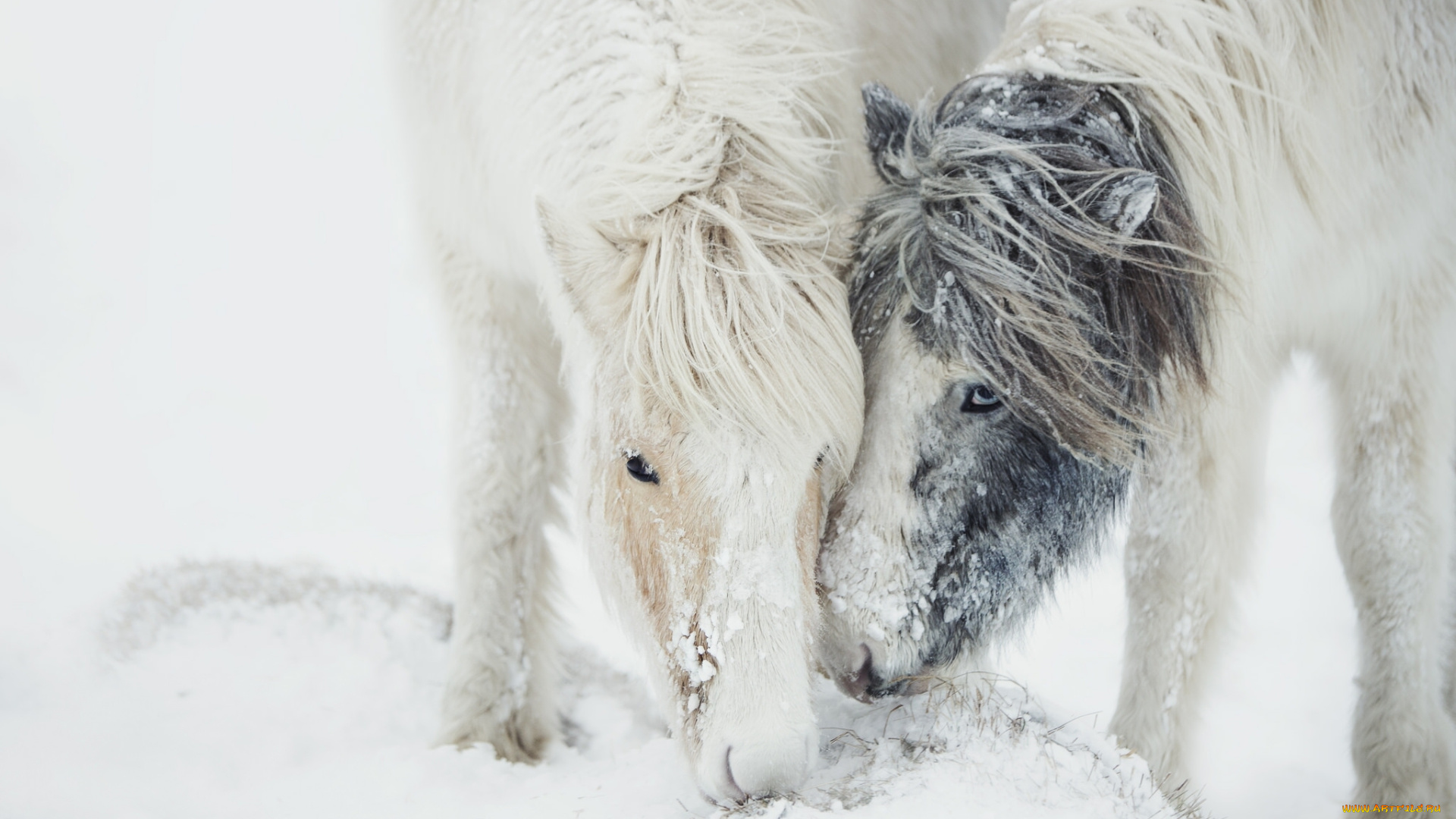 животные, лошади, зима, снег