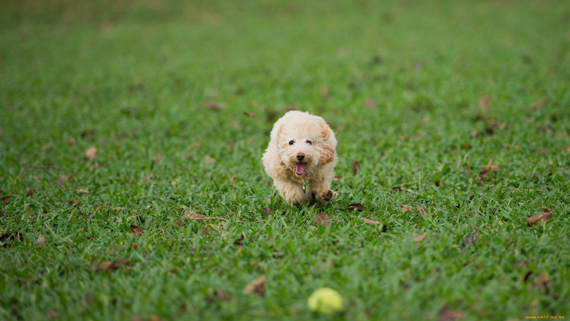 животные, собаки, газон, трава, собака, бег, мяч, игра