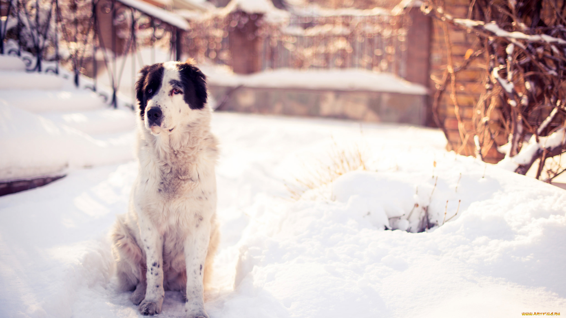 животные, собаки, зима, природа, снег
