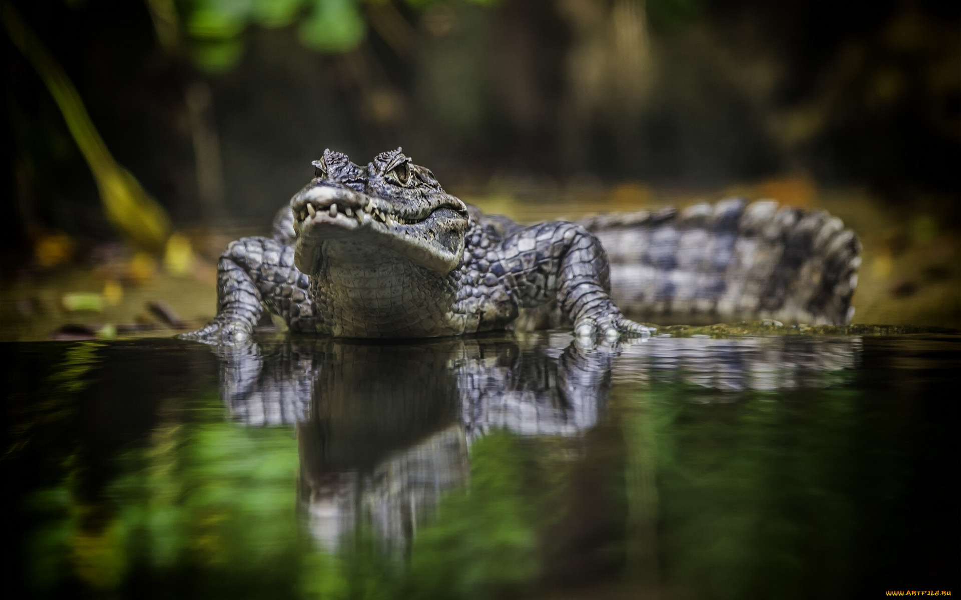 животные, крокодилы, отражение, вода, крокодил