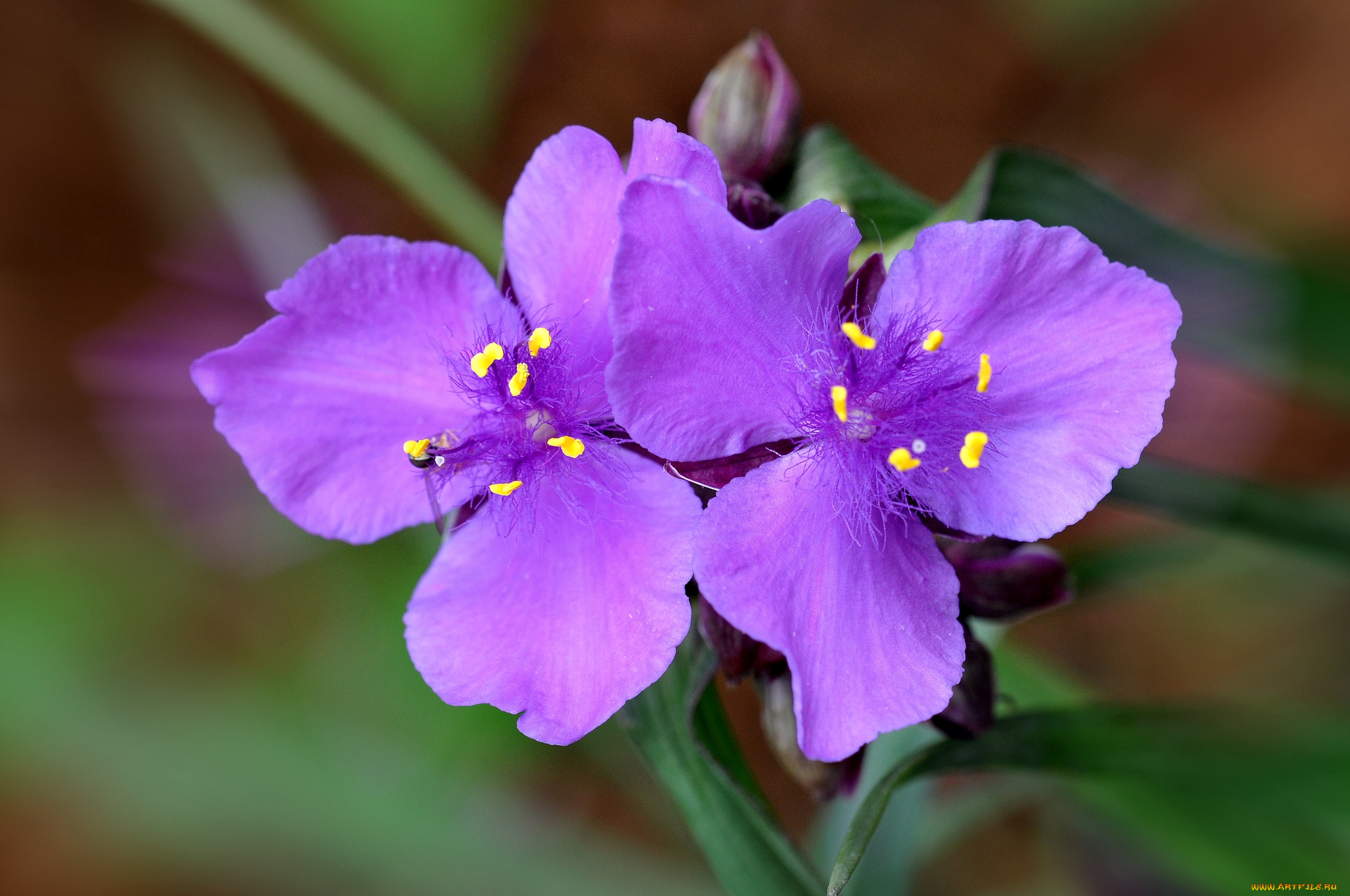 цветы, традесканции, фиолетовый
