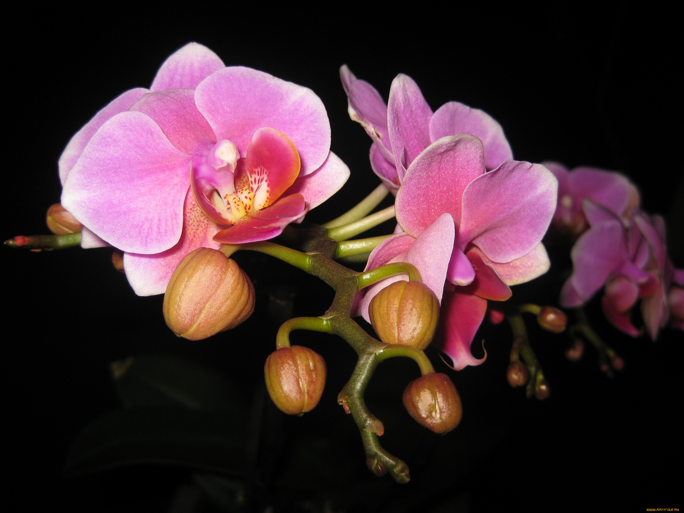 цветы, орхидеи, розовые