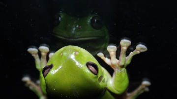 Картинка животные лягушки лягушка отражение зелёная