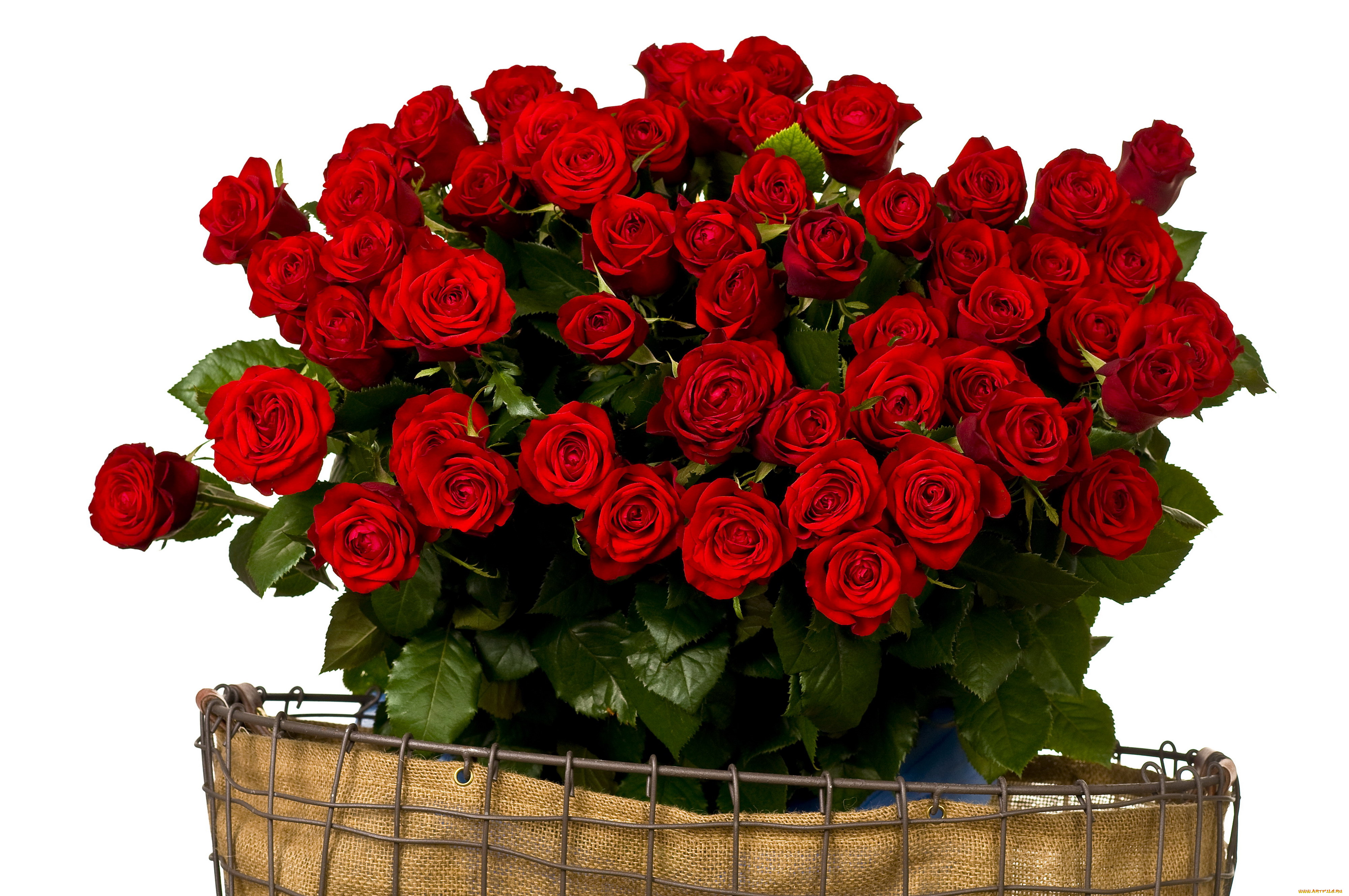 цветы, розы, красный, много, букет