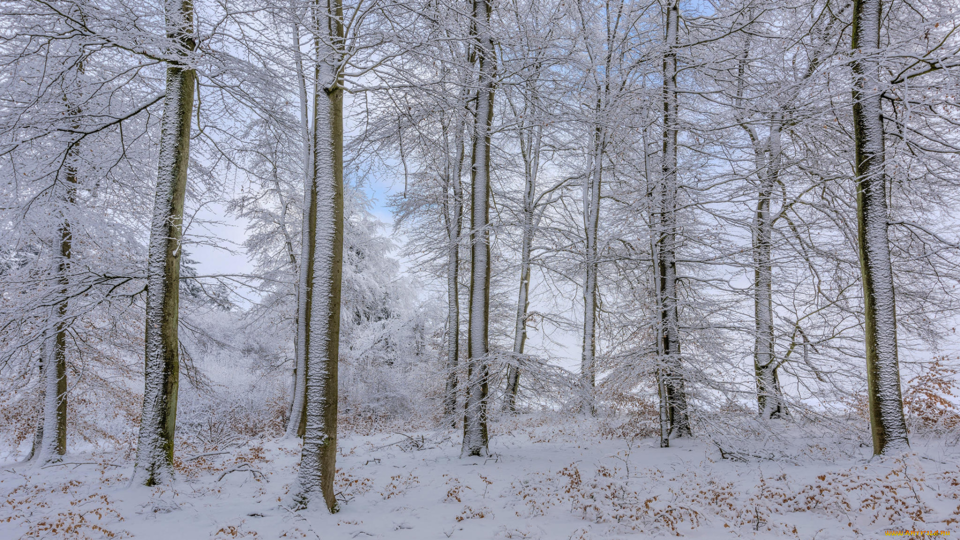 природа, лес, пейзаж, деревья, зима