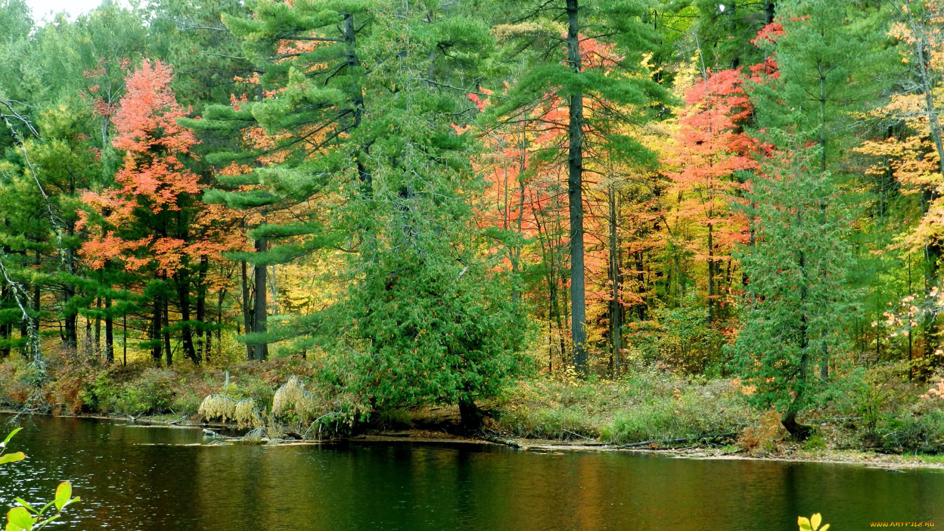 природа, реки, озера, река, осень, деревья