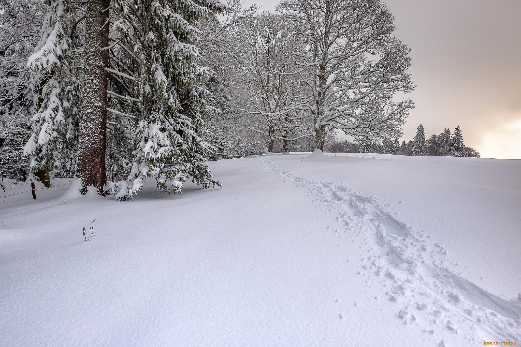 природа, зима, сугробы, снег, деревья