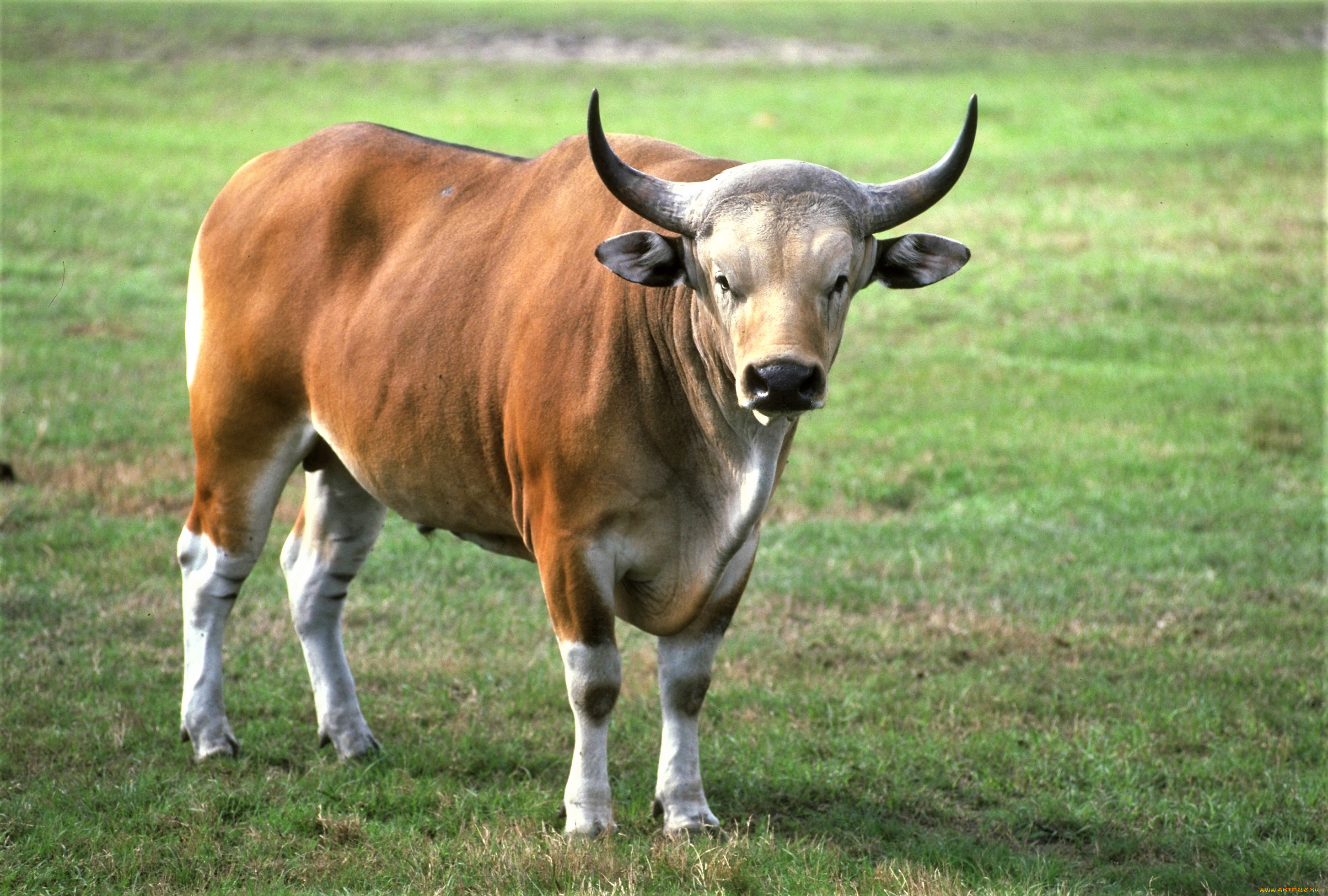животные, коровы, , буйволы, трава, бантенг