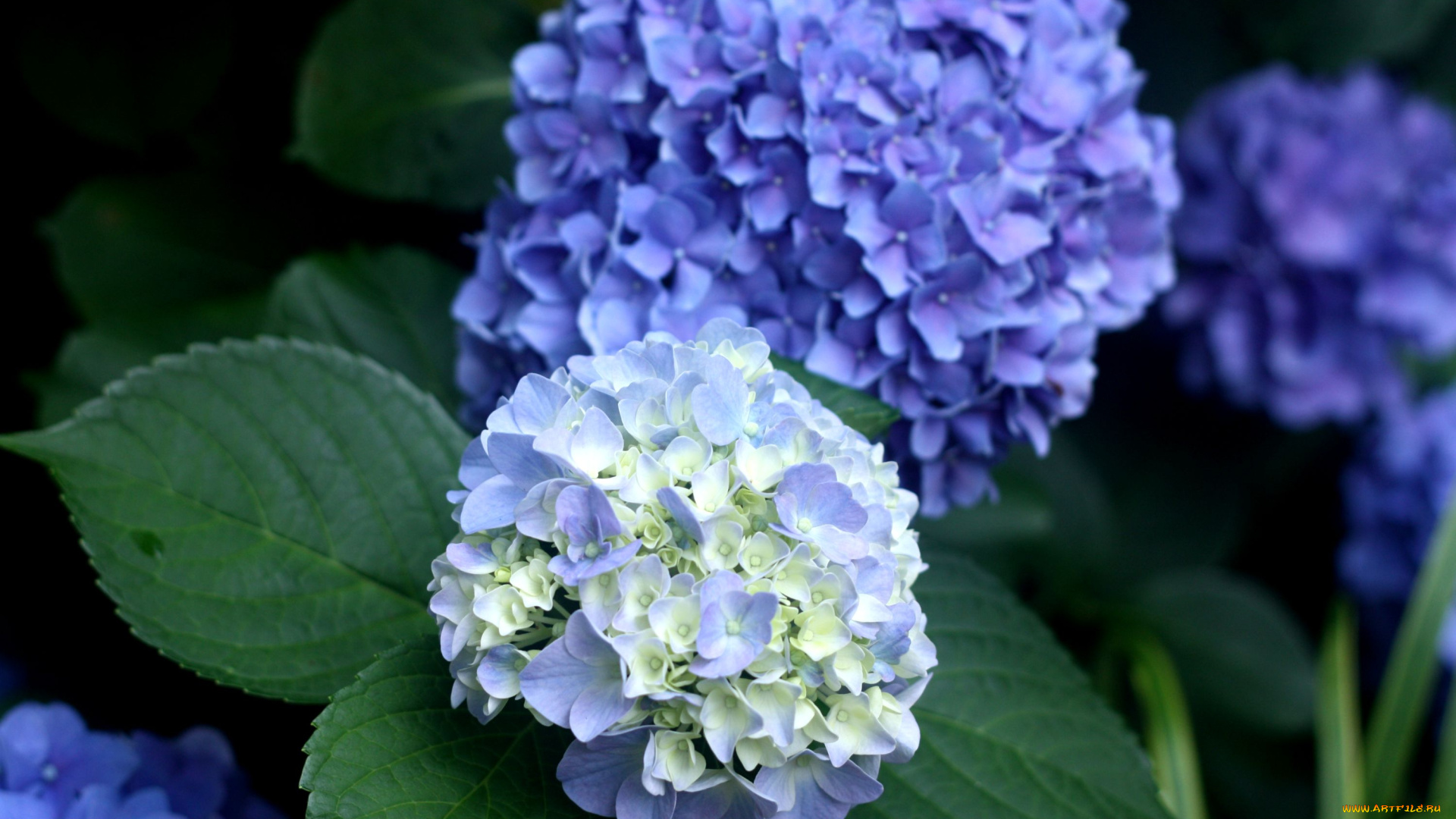 цветы, гортензия, синий, голубой