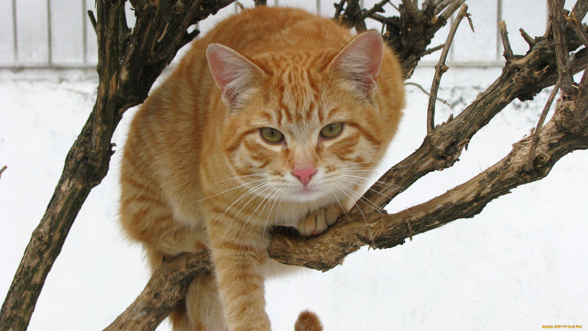 животные, коты, кошка, дерево, снег, зима, рыжий
